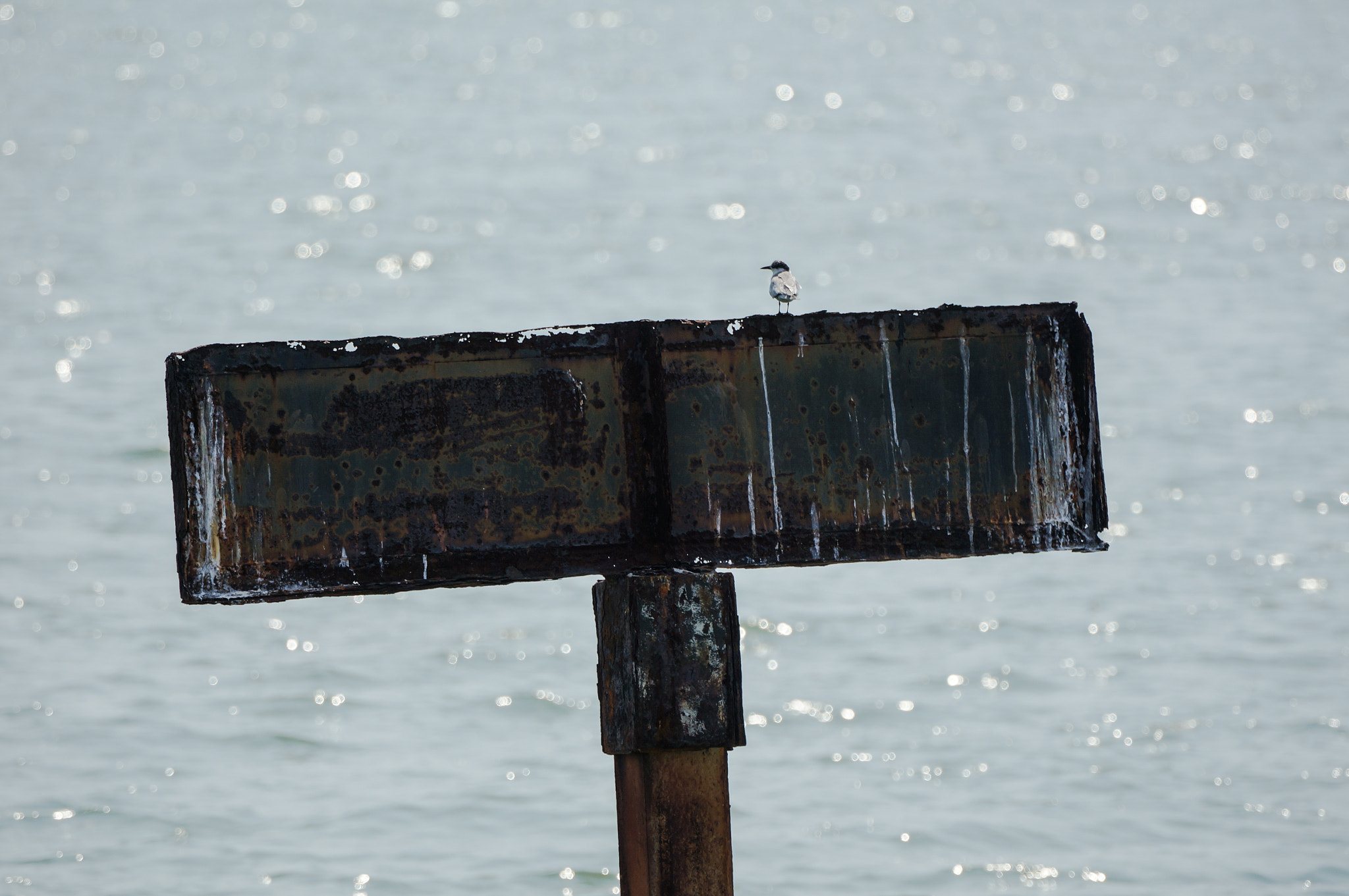 70-300mm F4.5-5.6 G OSS sample photo. Bird on rustic sign photography