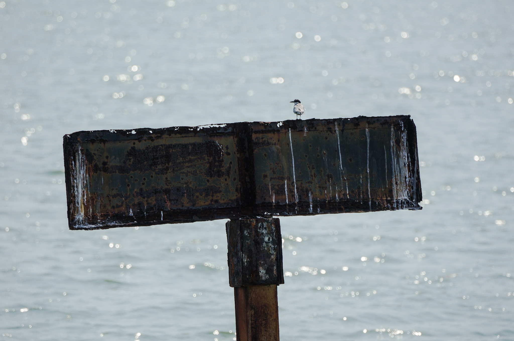 Sony Alpha NEX-5N + 70-300mm F4.5-5.6 G OSS sample photo. Bird on rustic sign photography