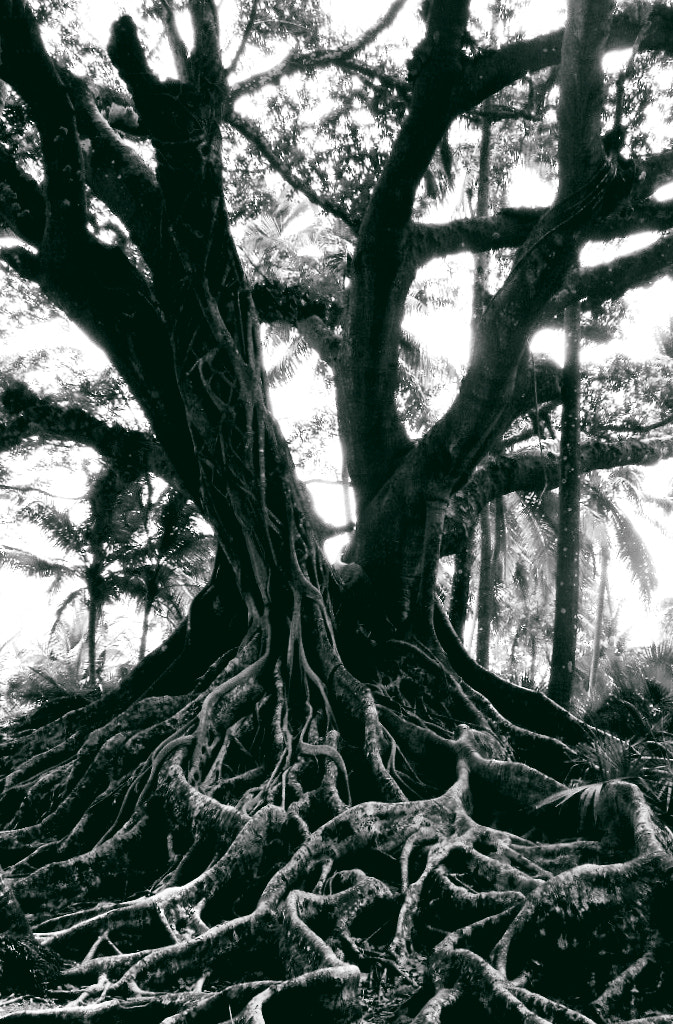 Sony Cyber-shot DSC-S750 sample photo. Storms make trees take deeper roots photography