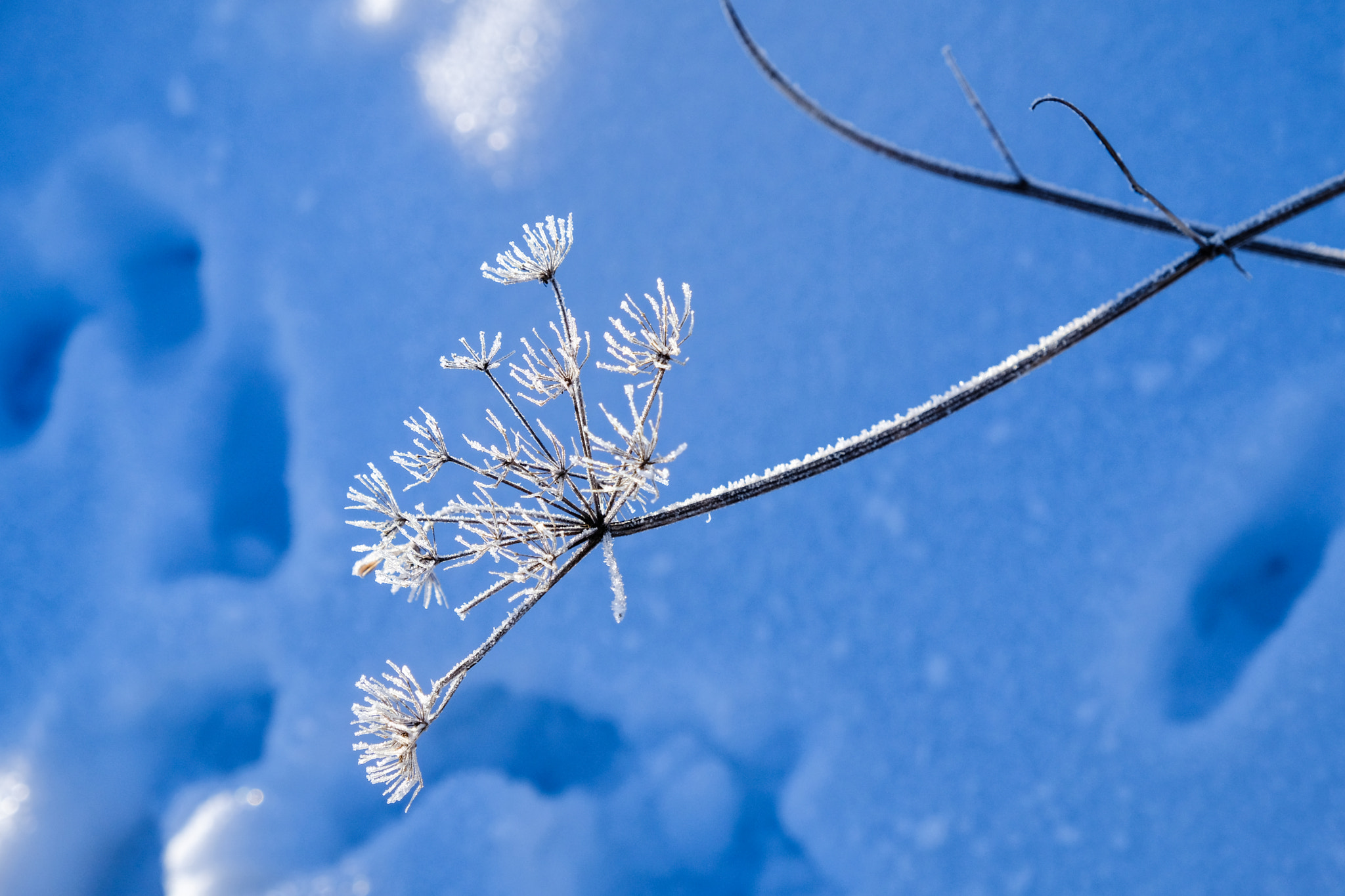 Fujifilm X-Pro2 sample photo. Frost photography