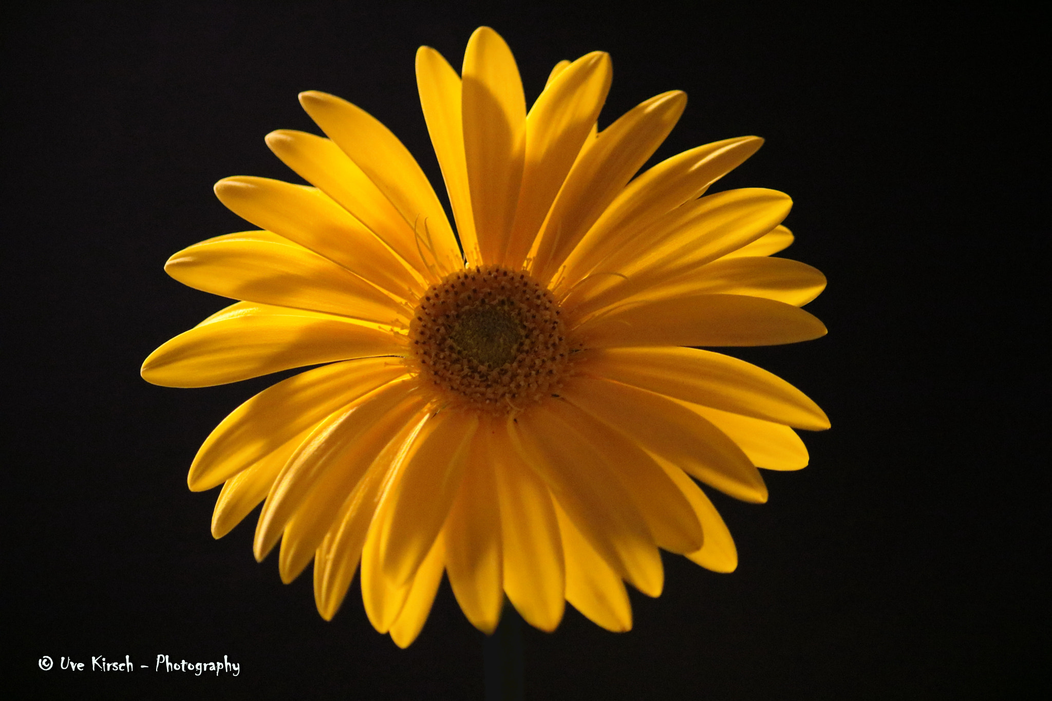 Canon EOS 760D (EOS Rebel T6s / EOS 8000D) + Canon EF-S 55-250mm F4-5.6 IS sample photo. Gerbera light and shadow photography