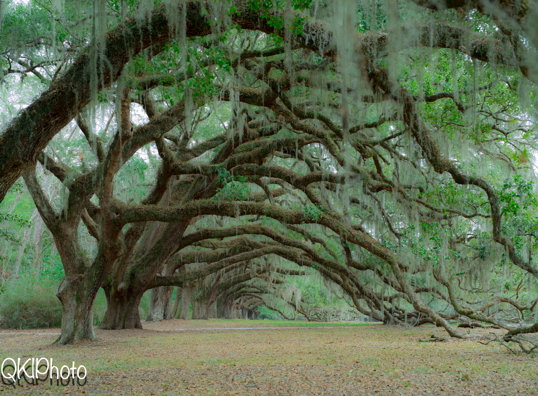 Nikon D800 + Sigma 50mm F1.4 DG HSM Art sample photo. Dixie plantation (of ) photography