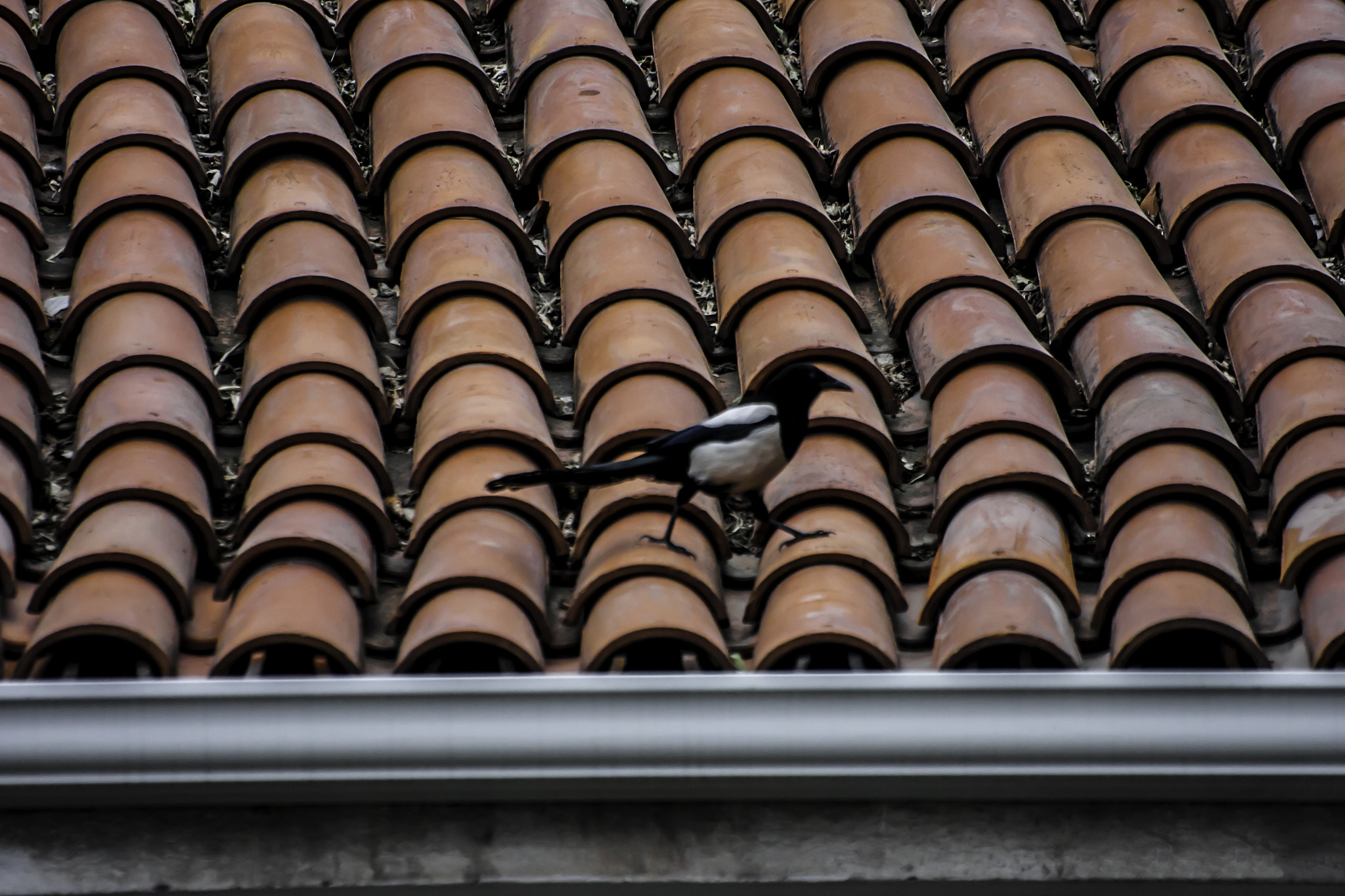 Canon EOS 40D sample photo. Ek.281.185.29282 photography
