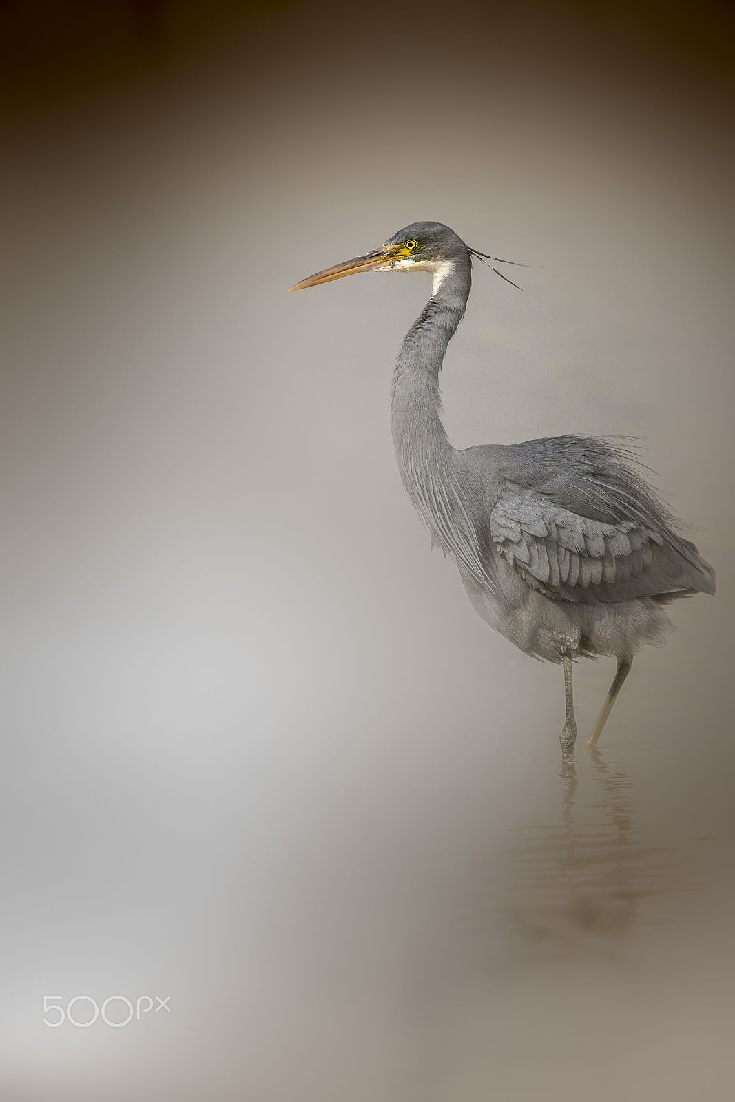 Canon EF 600mm F4L IS II USM sample photo. Heron dressed in fog photography