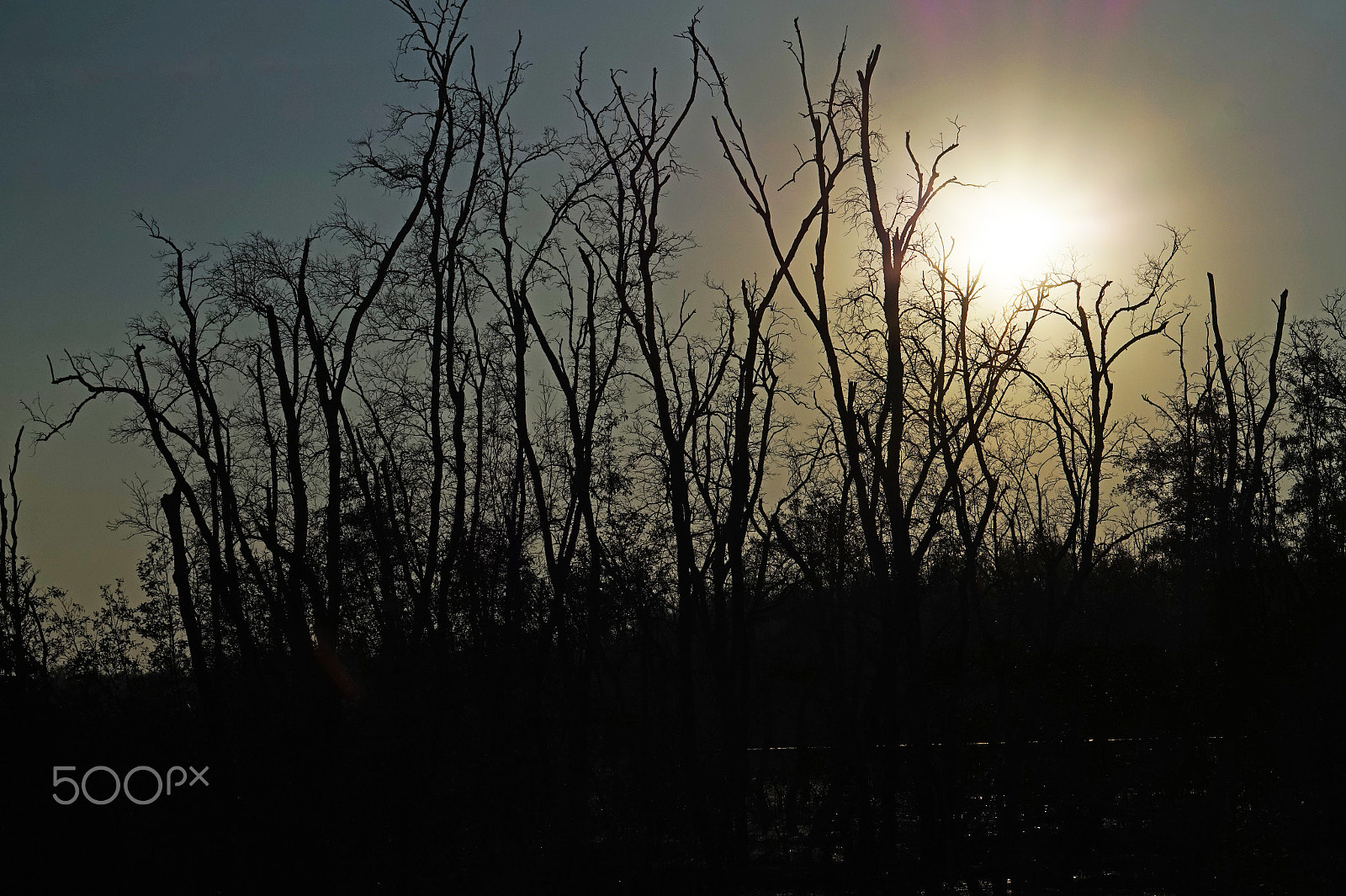 Sony Alpha a5000 (ILCE 5000) + E 50mm F1.8 OSS sample photo. Too much sun for these old trees photography