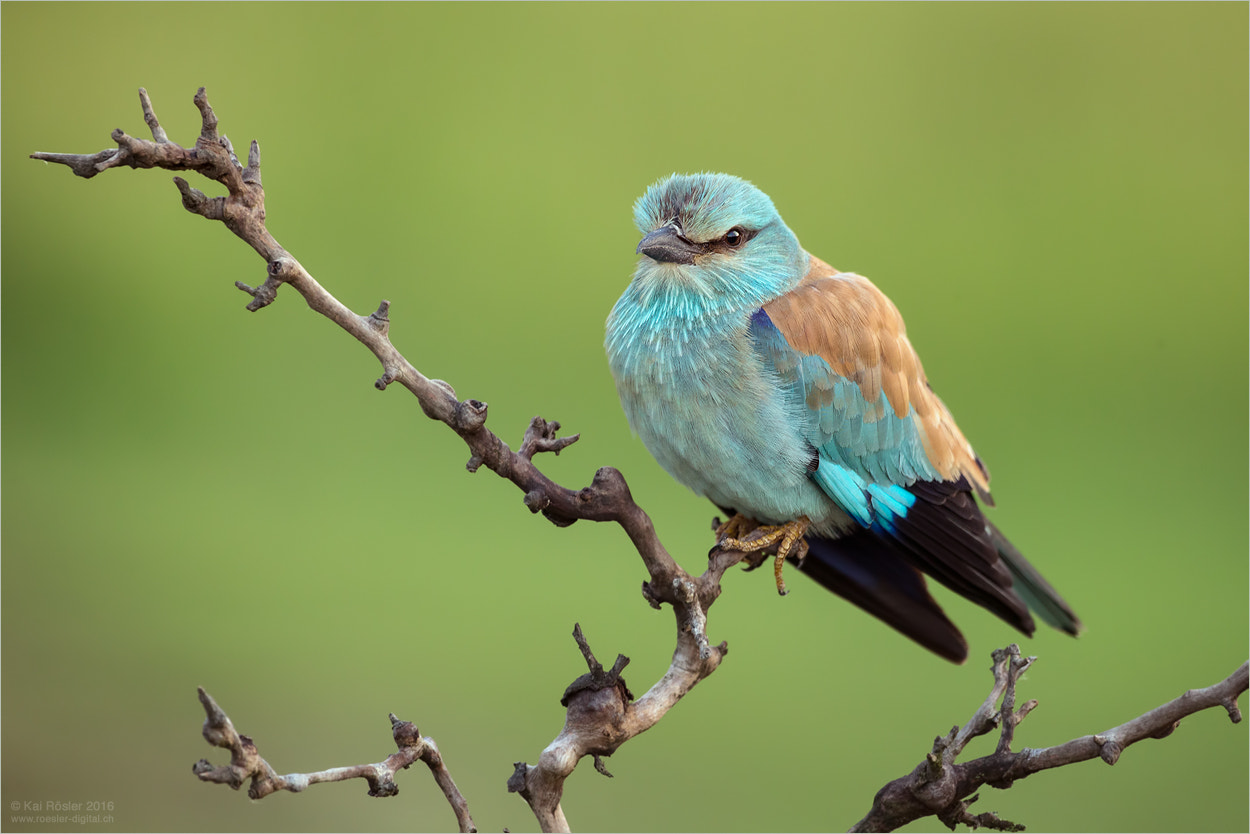 Canon EOS-1D X sample photo. European roller photography