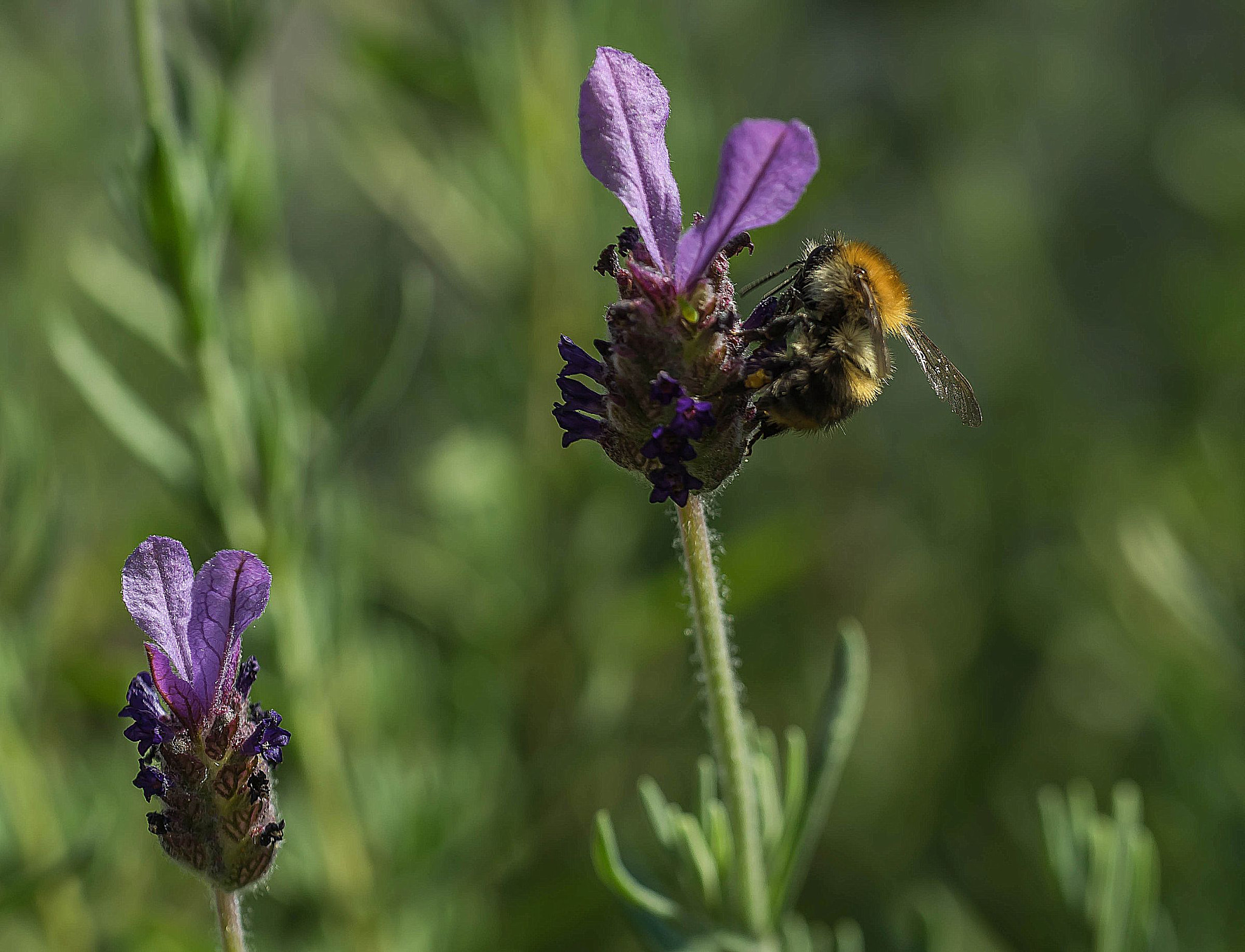 Sony a7R + Sony FE 90mm F2.8 Macro G OSS sample photo. Bee on lavender photography