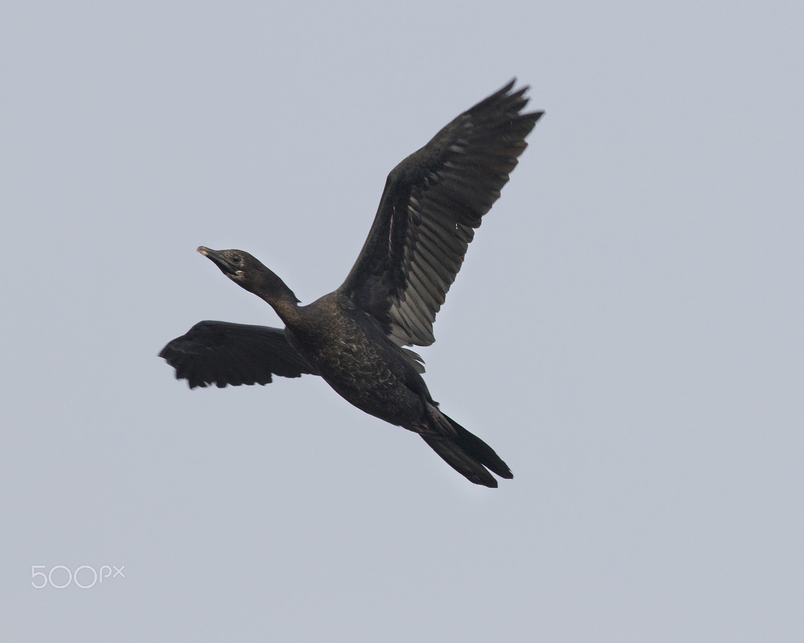 Canon EOS 80D + Canon EF 400mm F5.6L USM sample photo. In flight at bhigwan photography