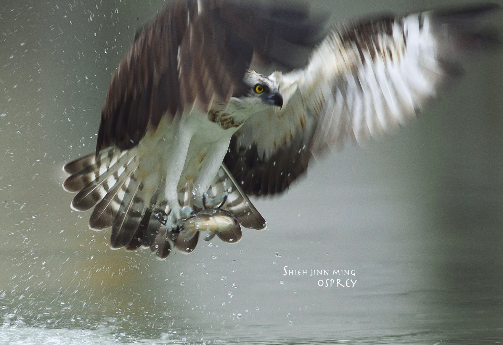 Canon EF 400mm f/2.8L + 1.4x sample photo