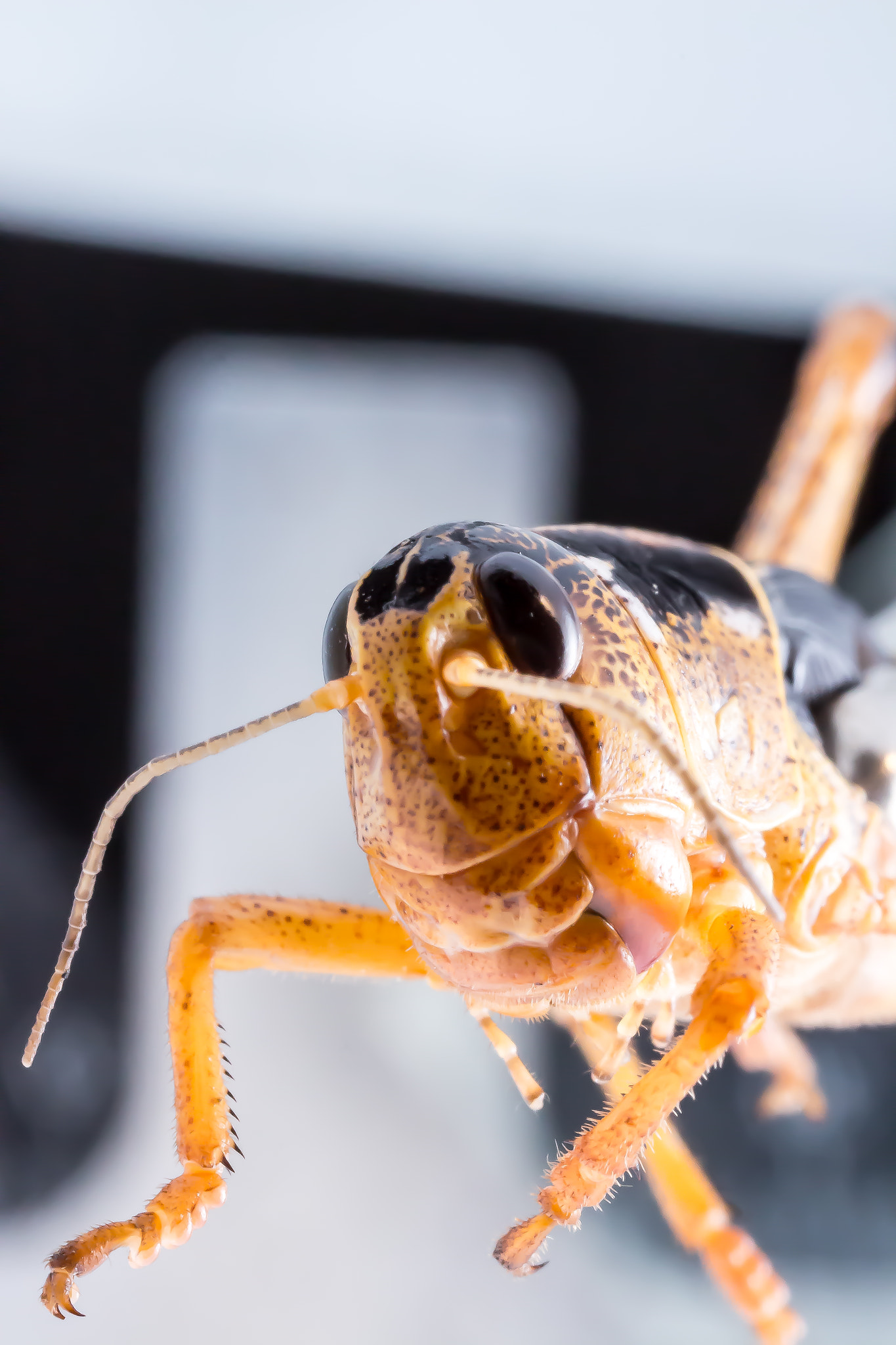Canon MP-E 65mm F2.5 1-5x Macro Photo sample photo. Img photography