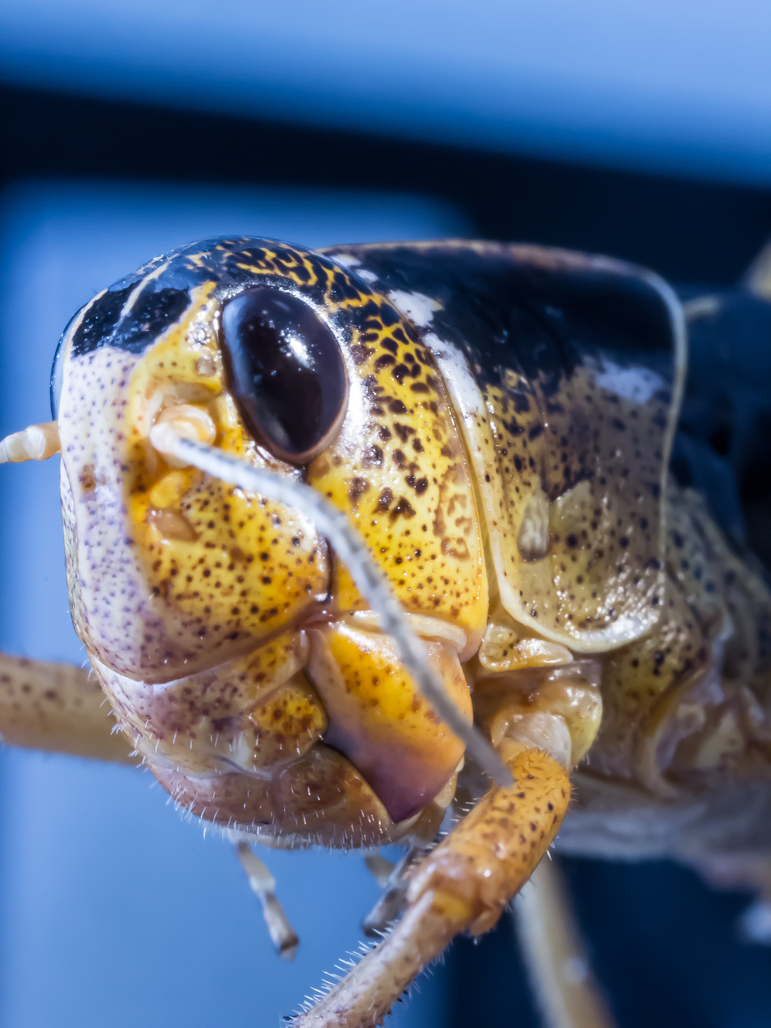 Canon MP-E 65mm F2.5 1-5x Macro Photo sample photo. Img photography
