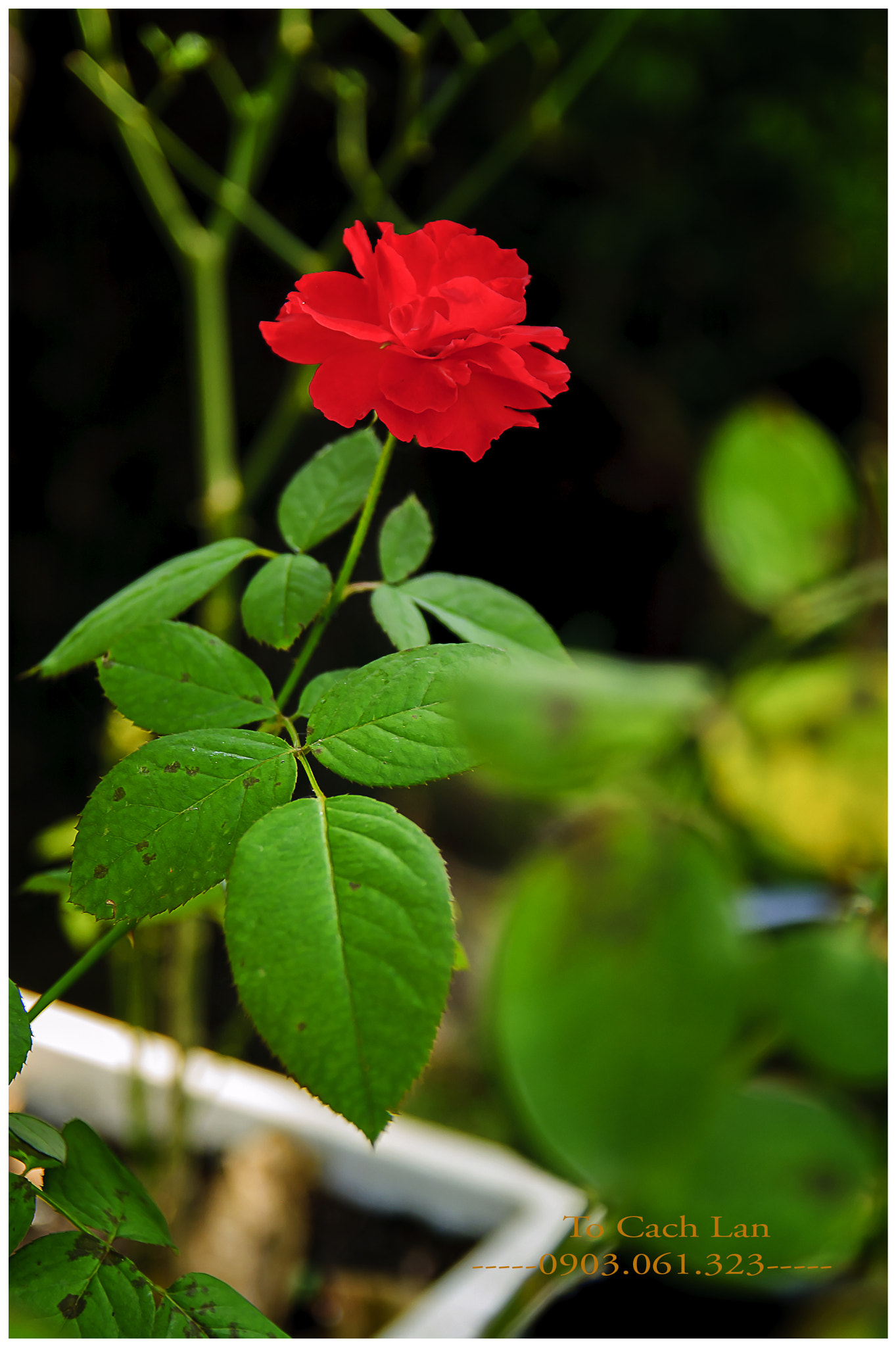 Nikon D1X sample photo. Dsc photography