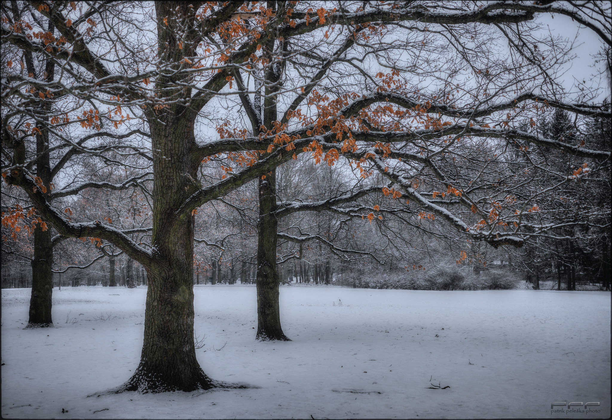 Fujifilm XF 27mm F2.8 sample photo. Three oaks photography