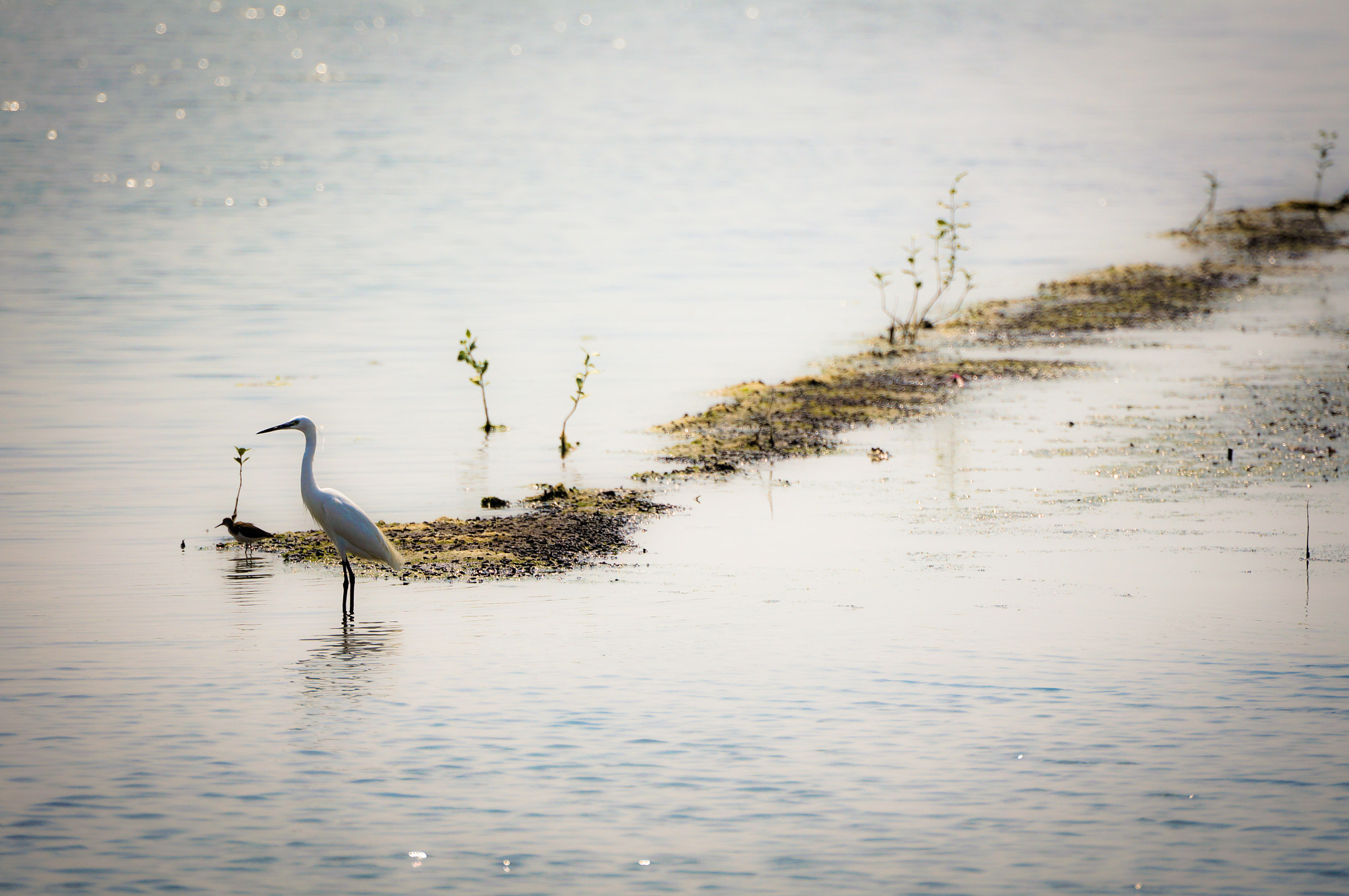 70-300mm F4.5-5.6 G OSS sample photo. Egret photography