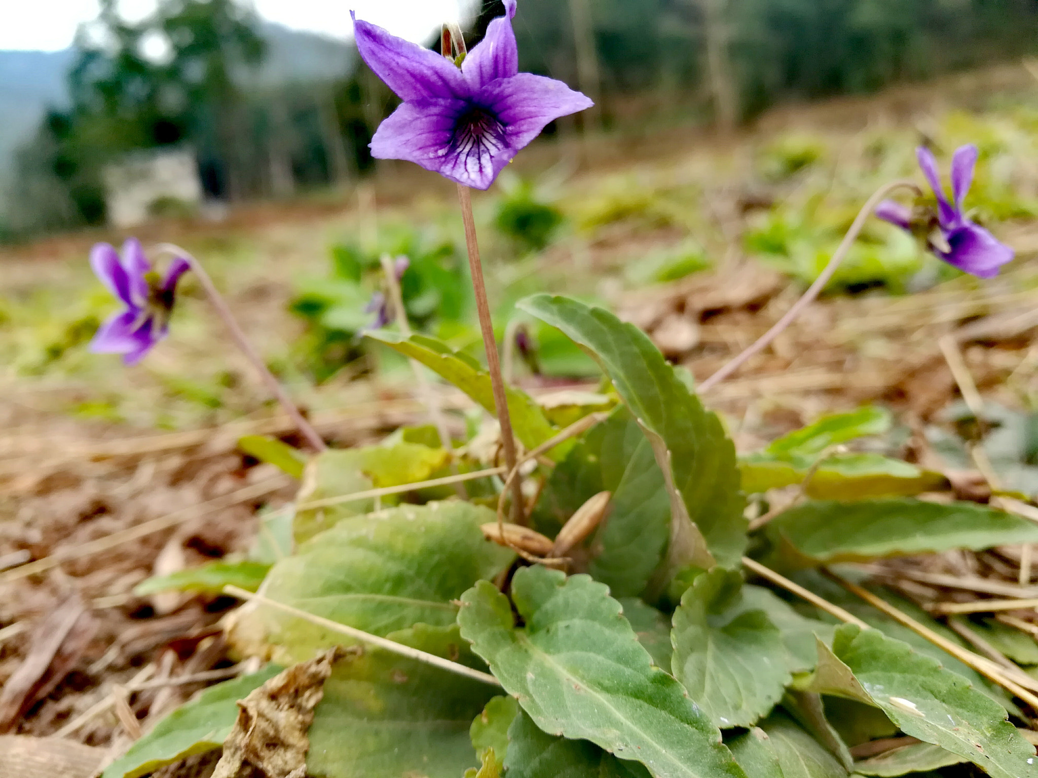 HUAWEI c??Eu?s 6X sample photo