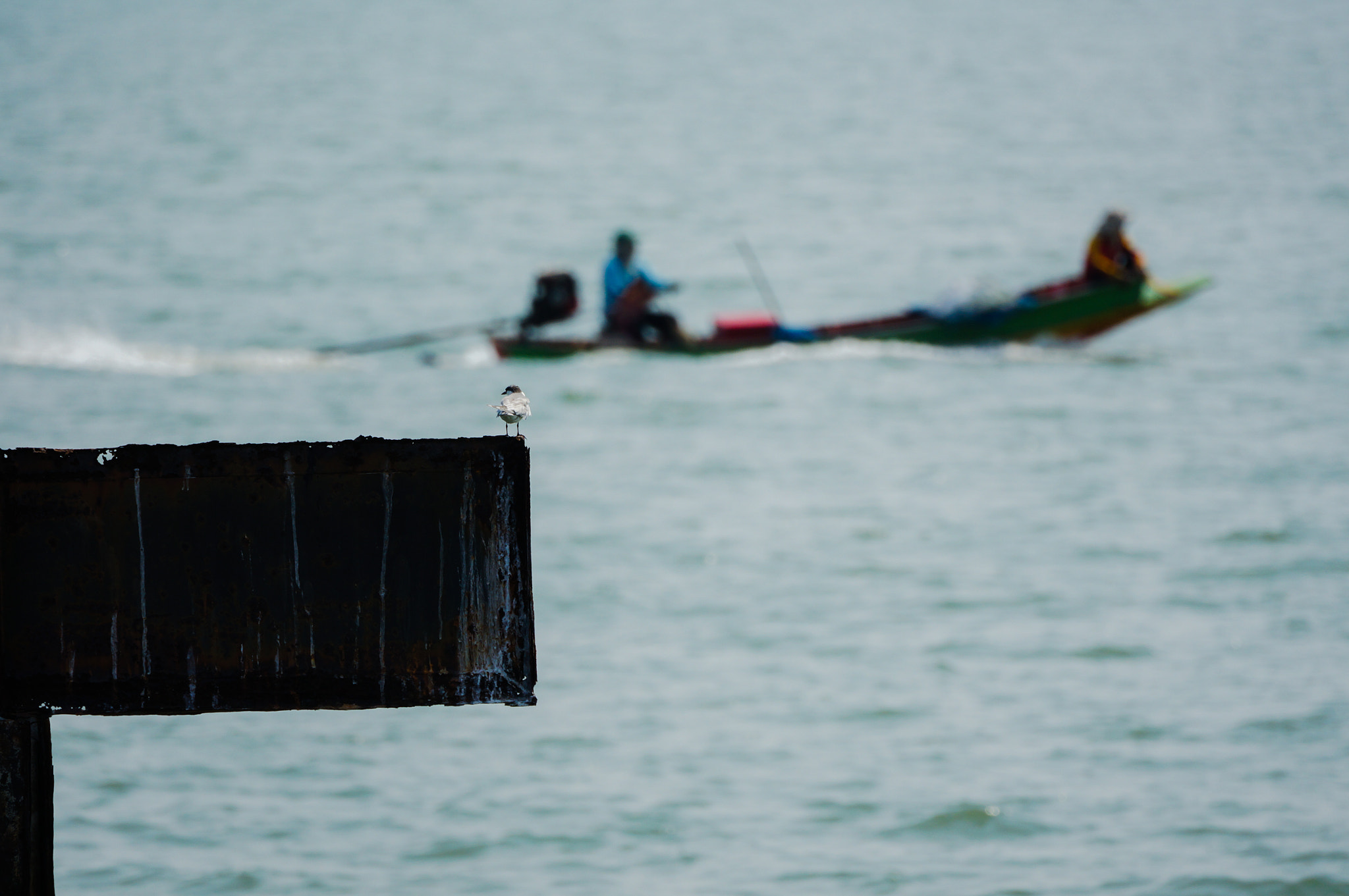 Sony Alpha NEX-5N + 70-300mm F4.5-5.6 G OSS sample photo. Bird and a passing boat photography