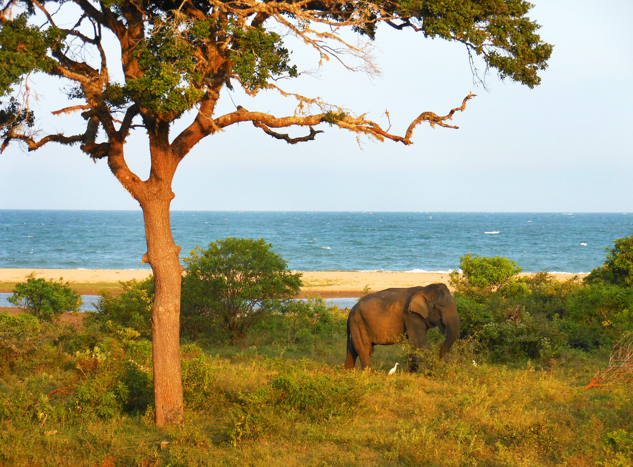 Nikon Coolpix S6200 sample photo. Elephant by the sea photography