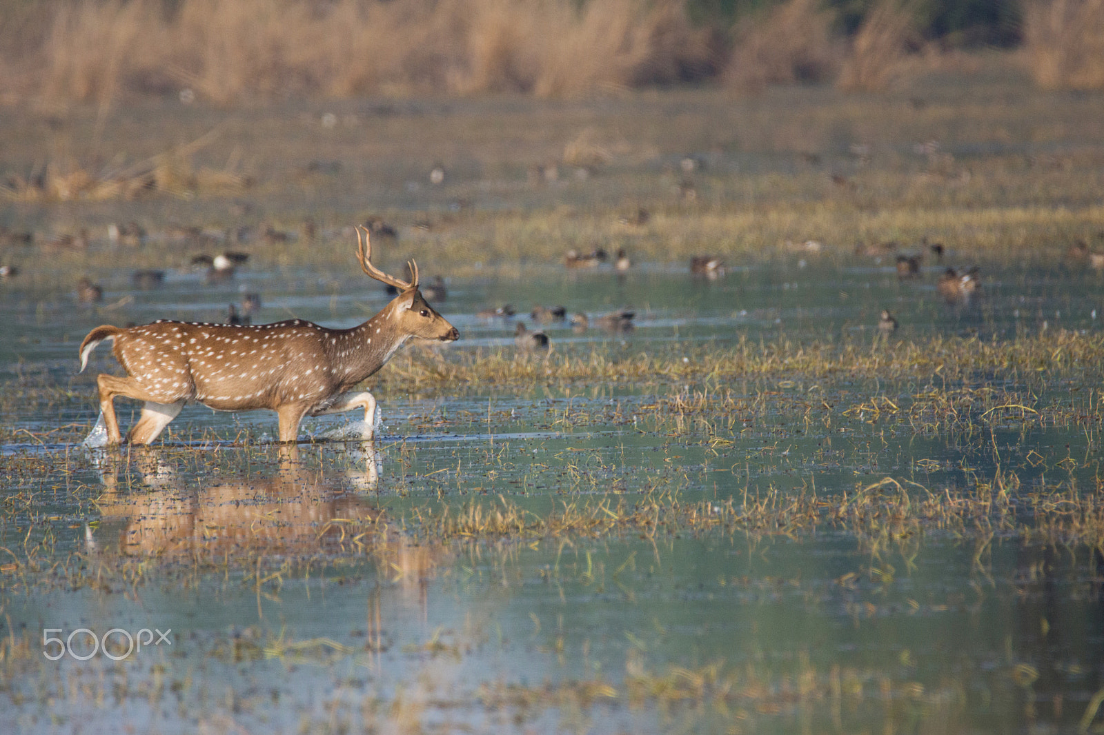 Sony SLT-A65 (SLT-A65V) + Tamron SP 150-600mm F5-6.3 Di VC USD sample photo. Spotted deer photography