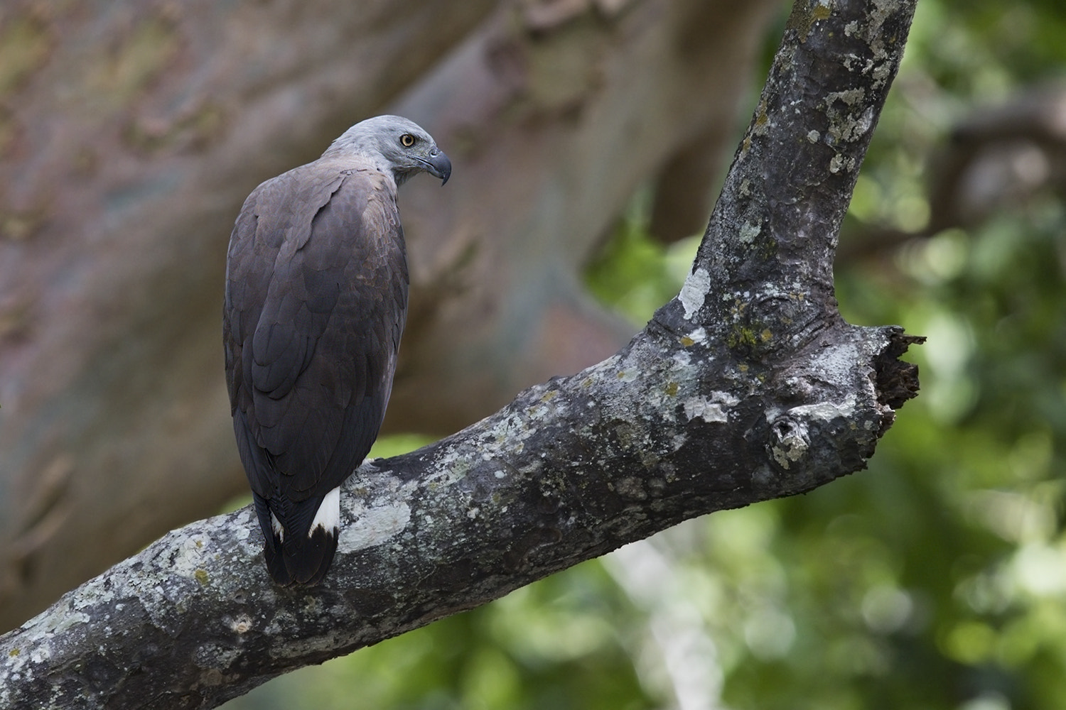 Canon EF 600mm F4L IS II USM sample photo. Grey headed fish eagle photography