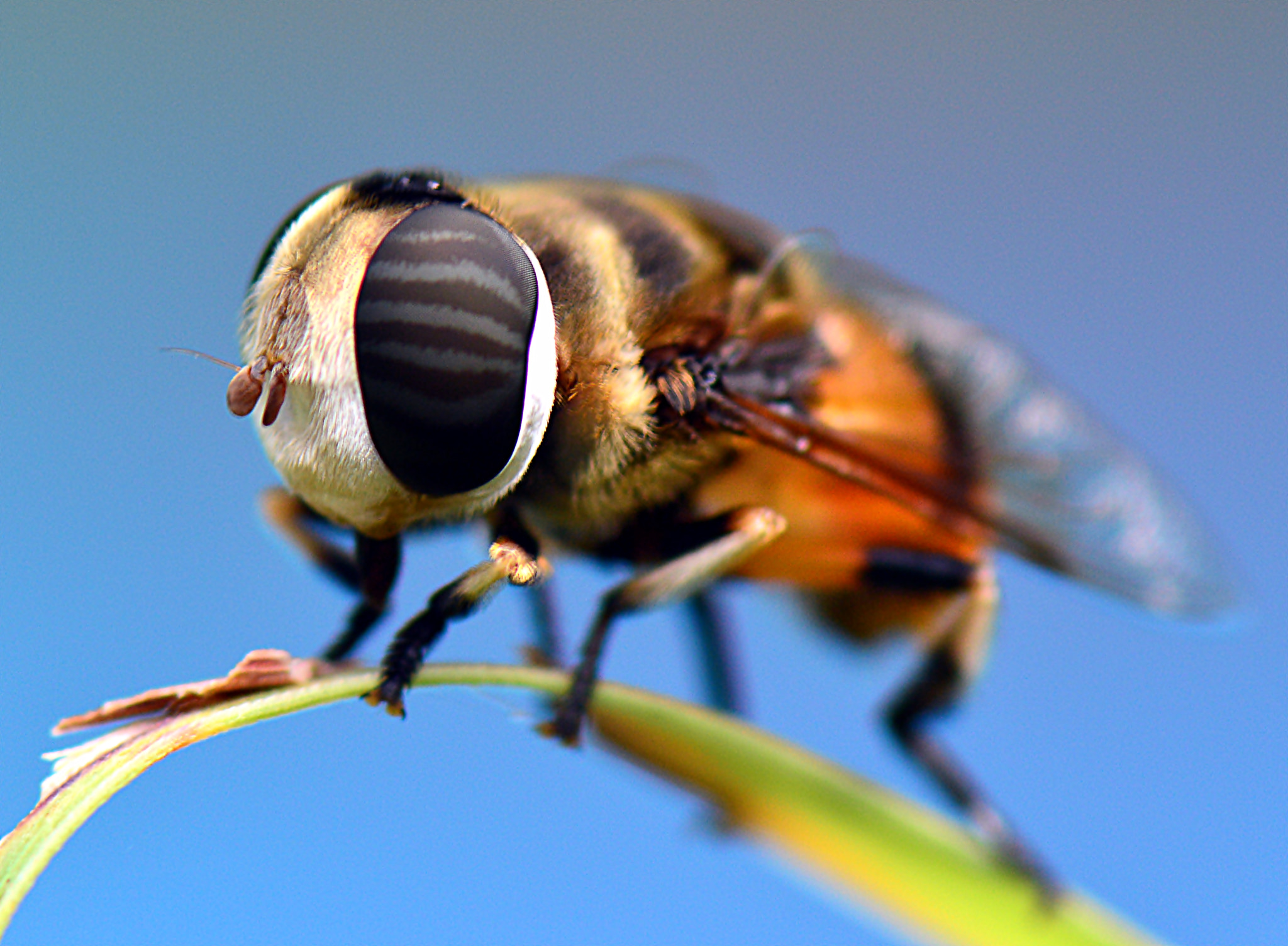 Nikon AF-S Micro-Nikkor 105mm F2.8G IF-ED VR sample photo. Old style macro photography