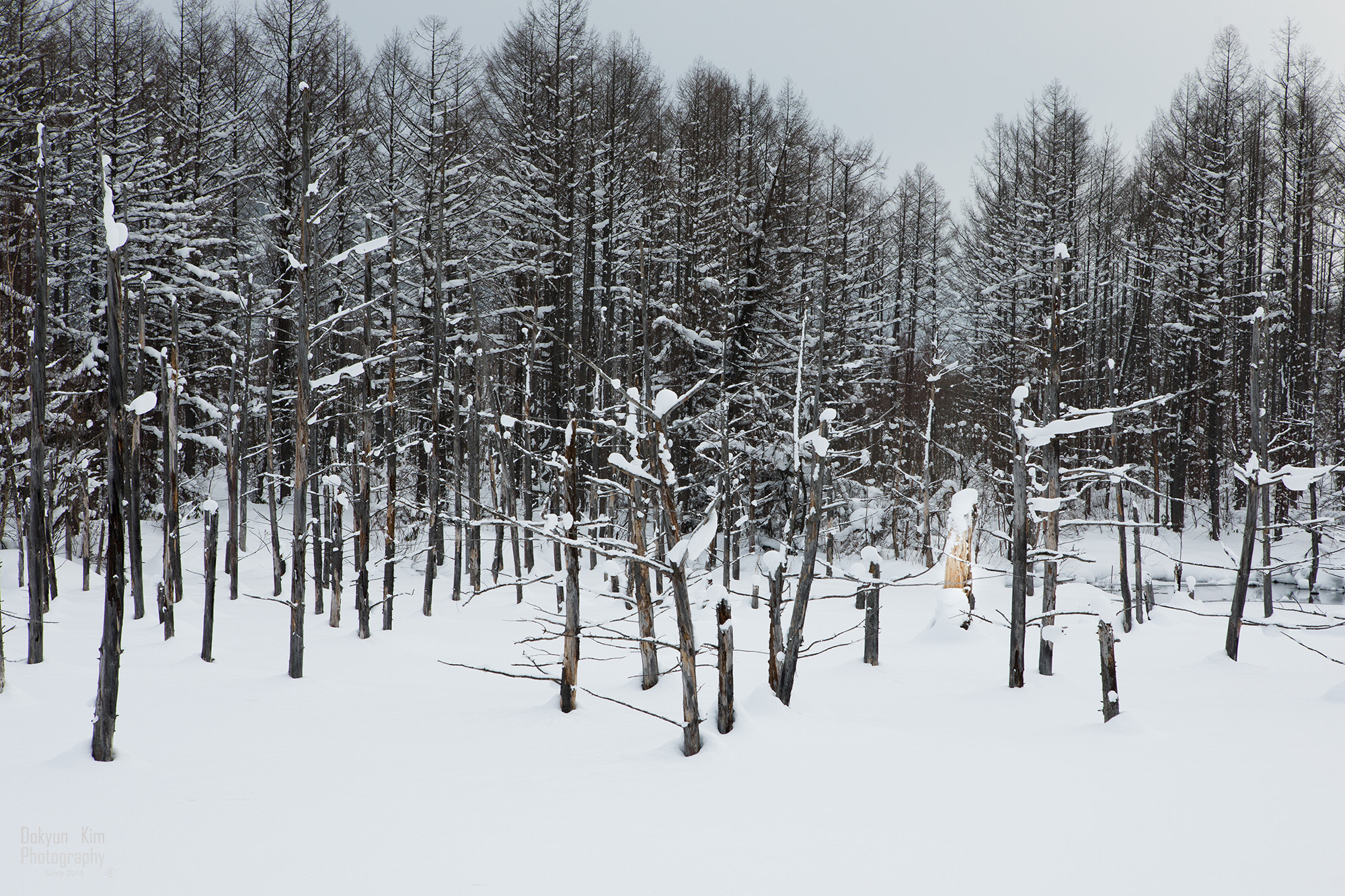 Canon EF 24-70mm F2.8L USM sample photo. Winter pond photography
