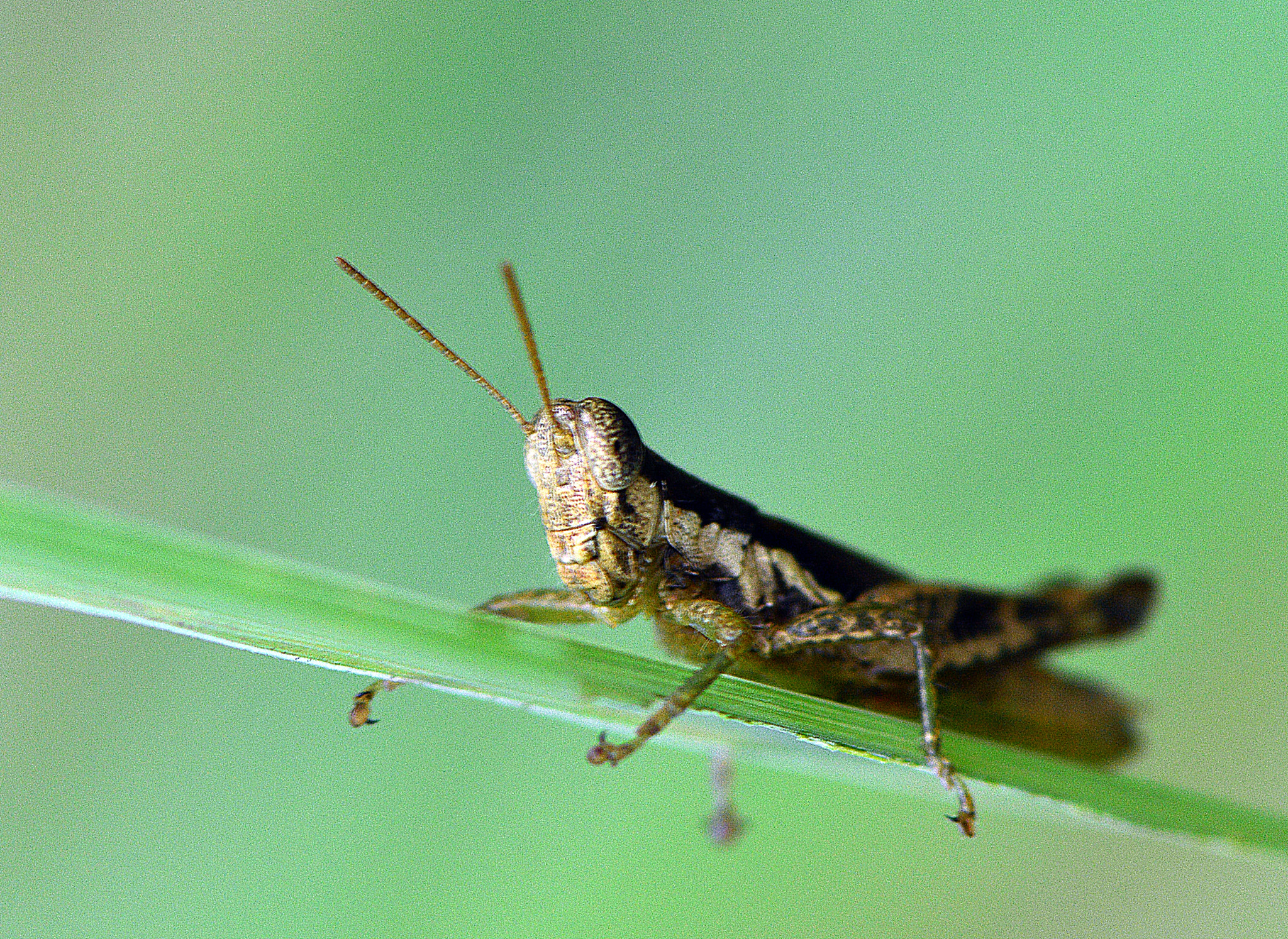 Nikon AF-S Micro-Nikkor 105mm F2.8G IF-ED VR sample photo. Don't disturb me photography