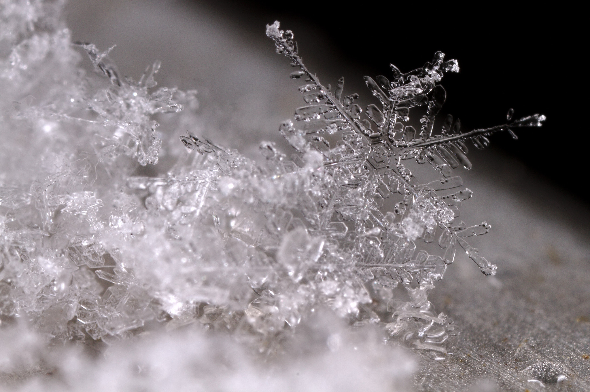 Canon MP-E 65mm F2.5 1-5x Macro Photo sample photo. Snow /3 photography