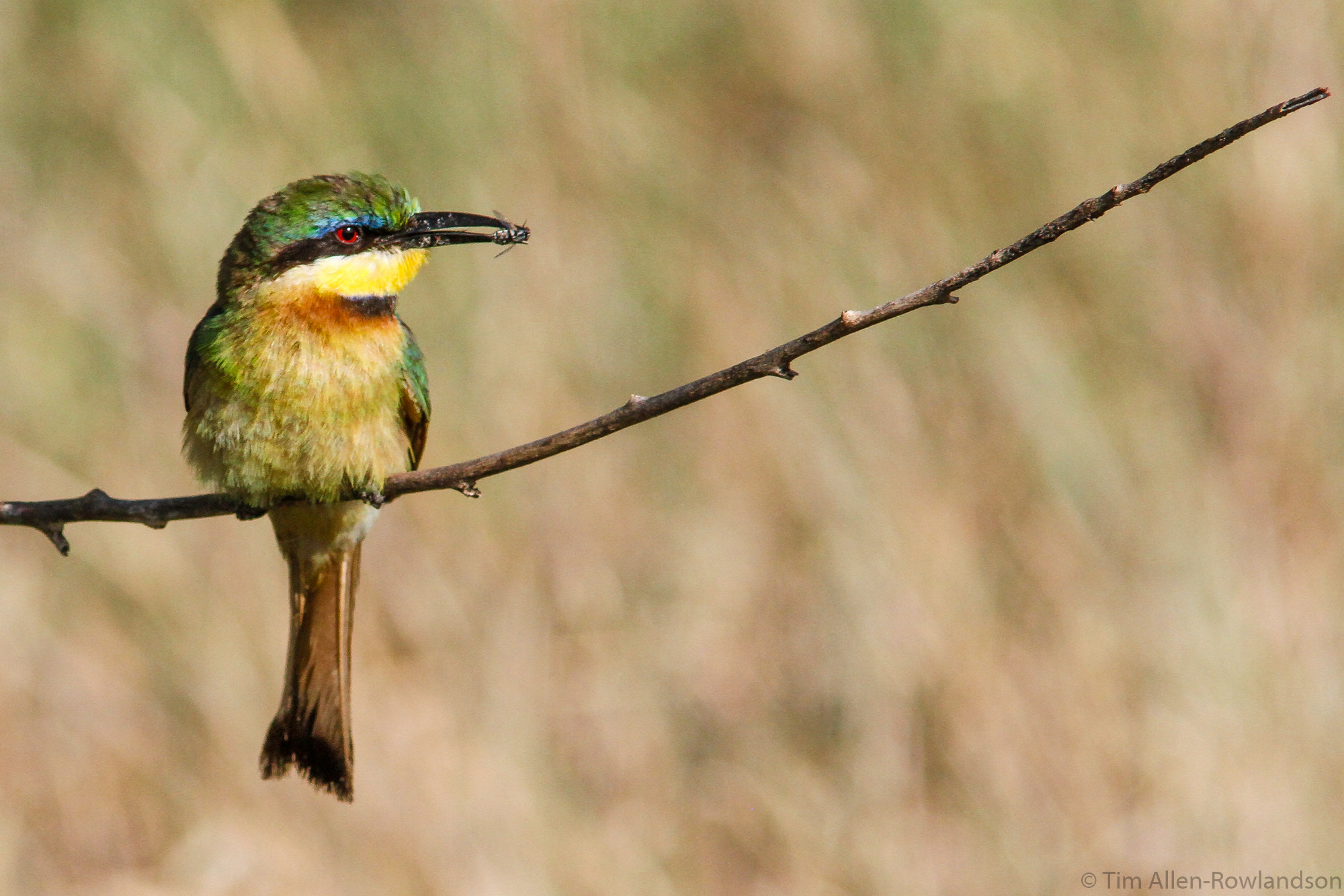 Canon EF 300mm f/4L + 1.4x sample photo. Eye on the prize photography