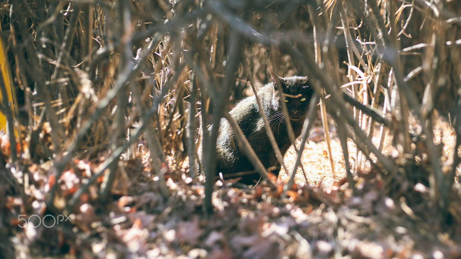 Canon EF 50mm F1.8 STM sample photo. 숨어서 노려보는 검은 길고양이 photography