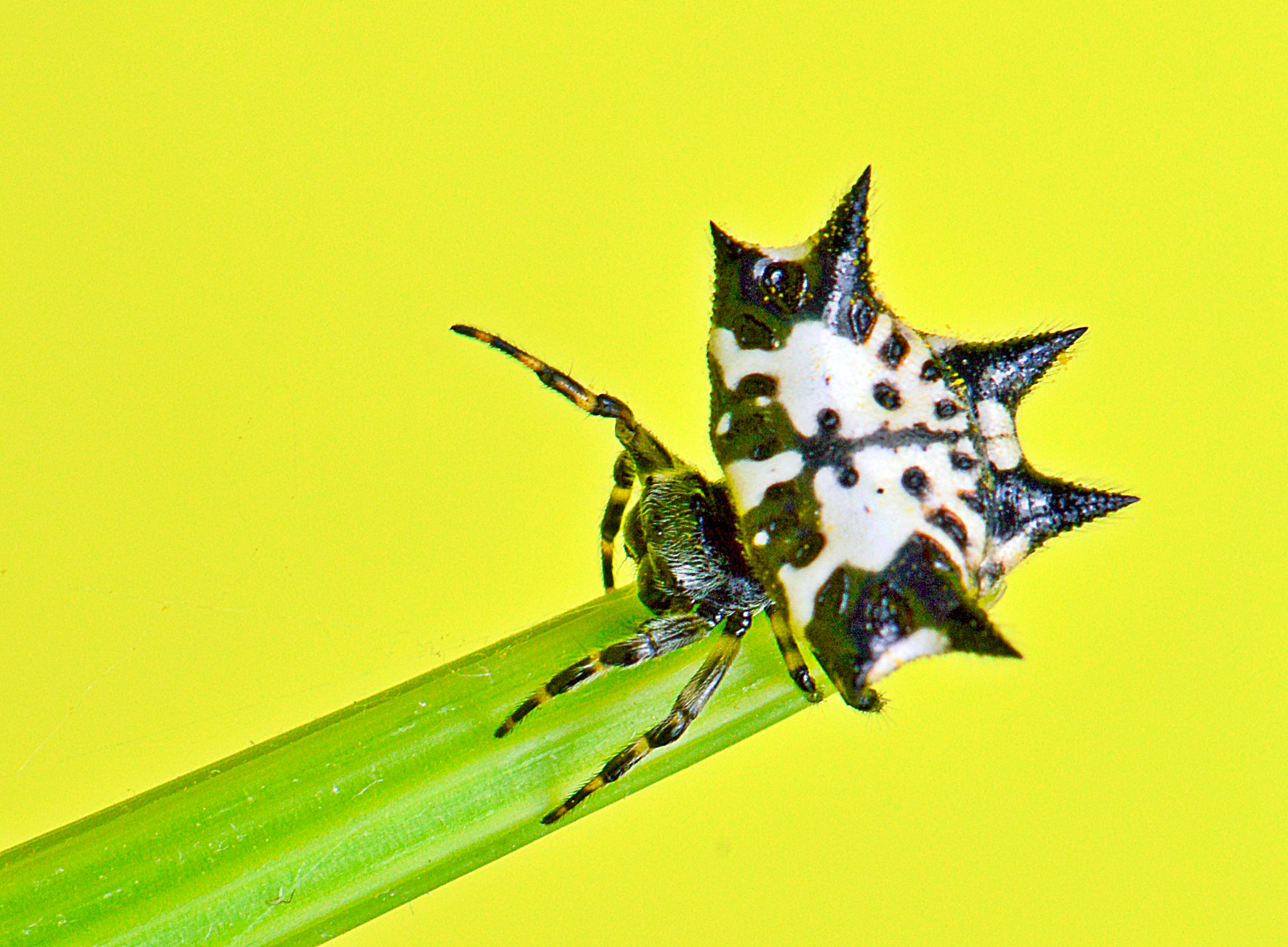 Nikon AF-S Micro-Nikkor 105mm F2.8G IF-ED VR sample photo. White spider photography