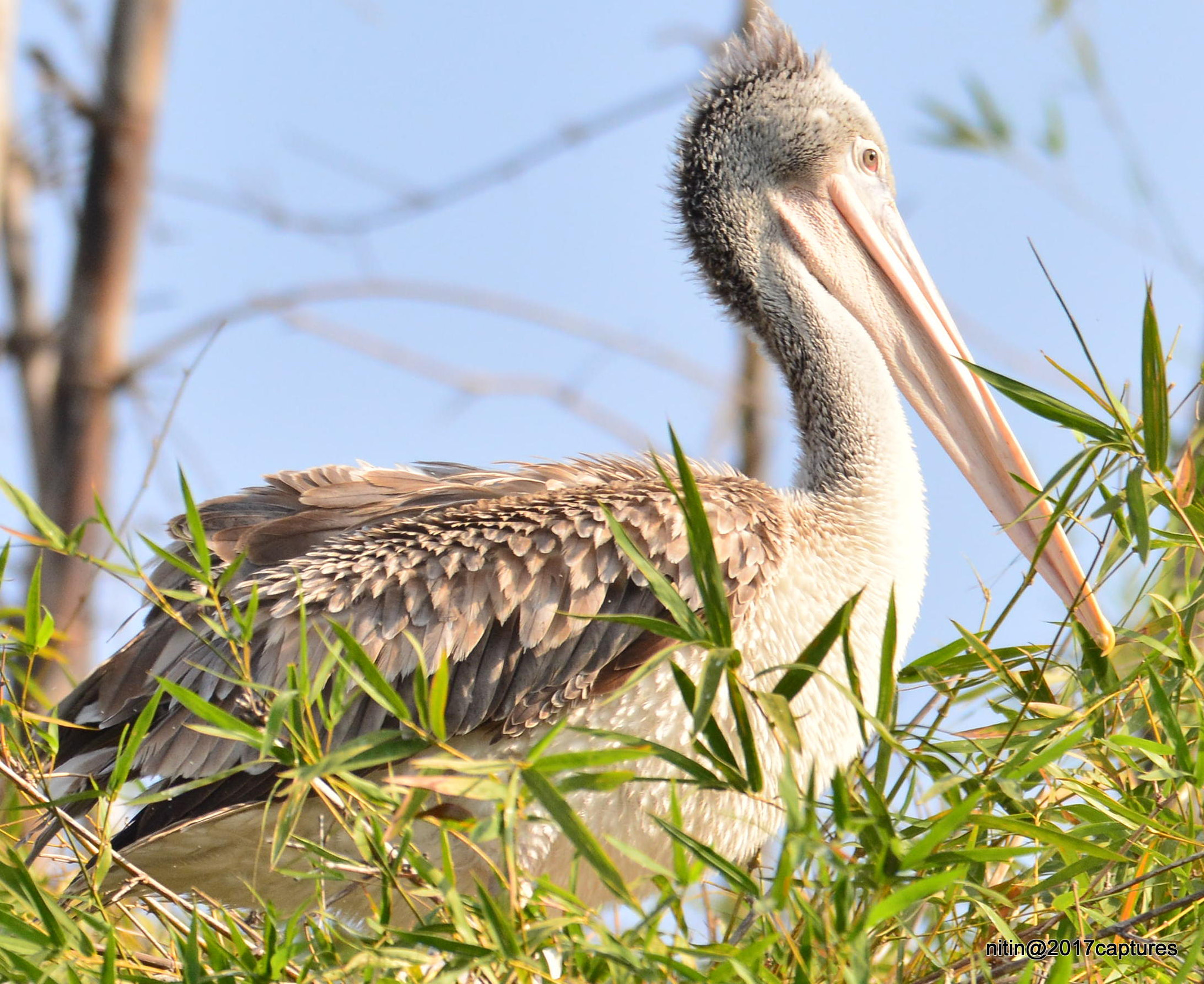 Nikon AF-S Nikkor 200-500mm F5.6E ED VR sample photo. Dsc photography