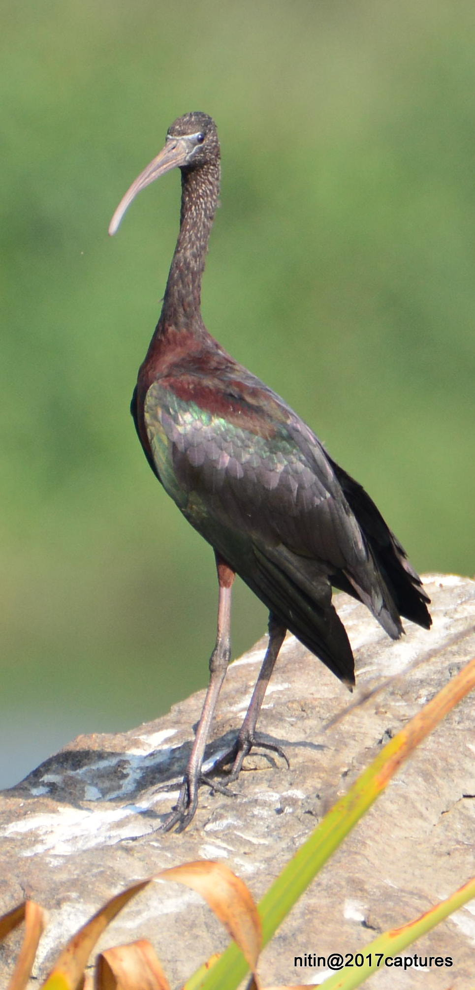 Nikon AF-S Nikkor 200-500mm F5.6E ED VR sample photo. Dsc photography