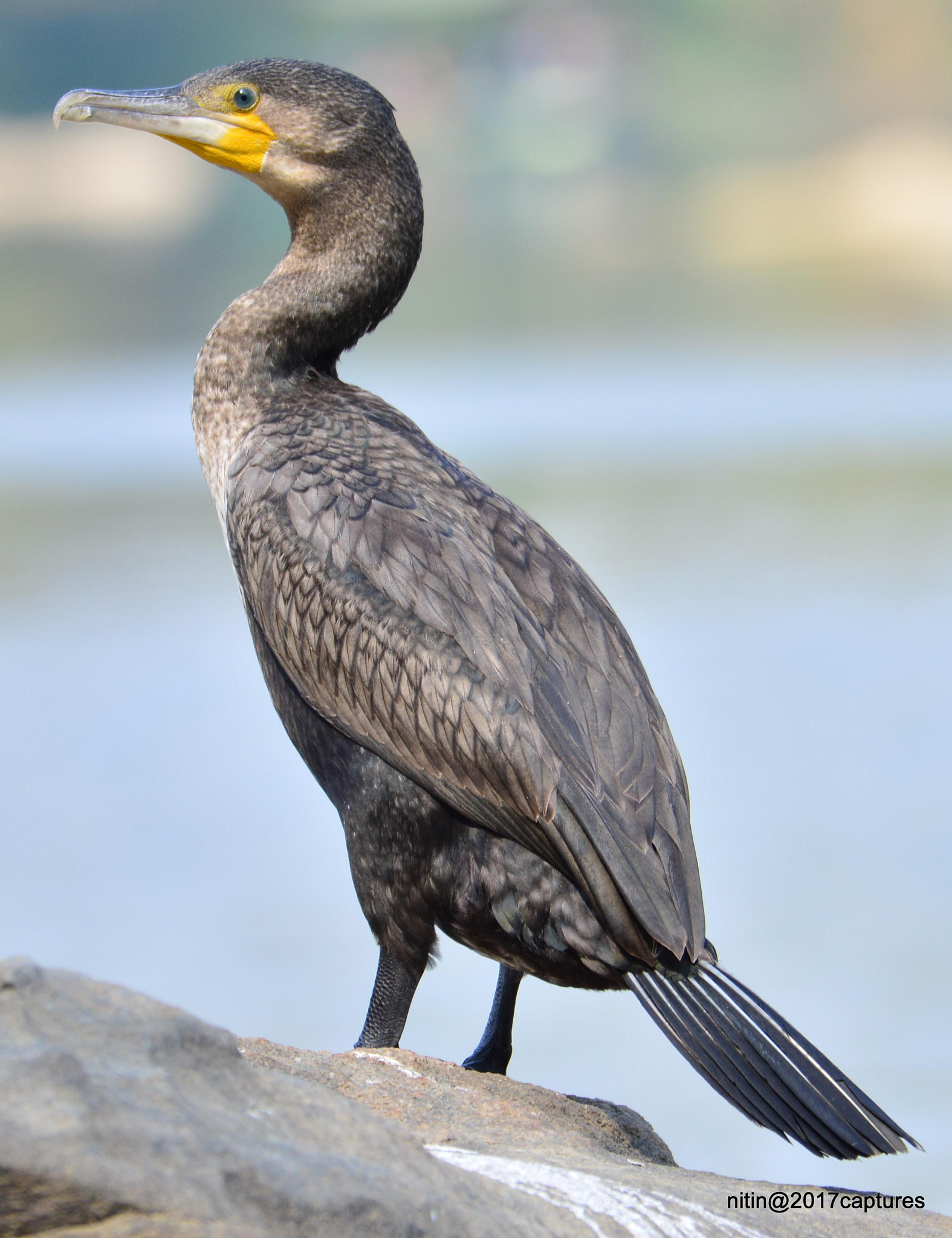 Nikon AF-S Nikkor 200-500mm F5.6E ED VR sample photo. Dsc photography