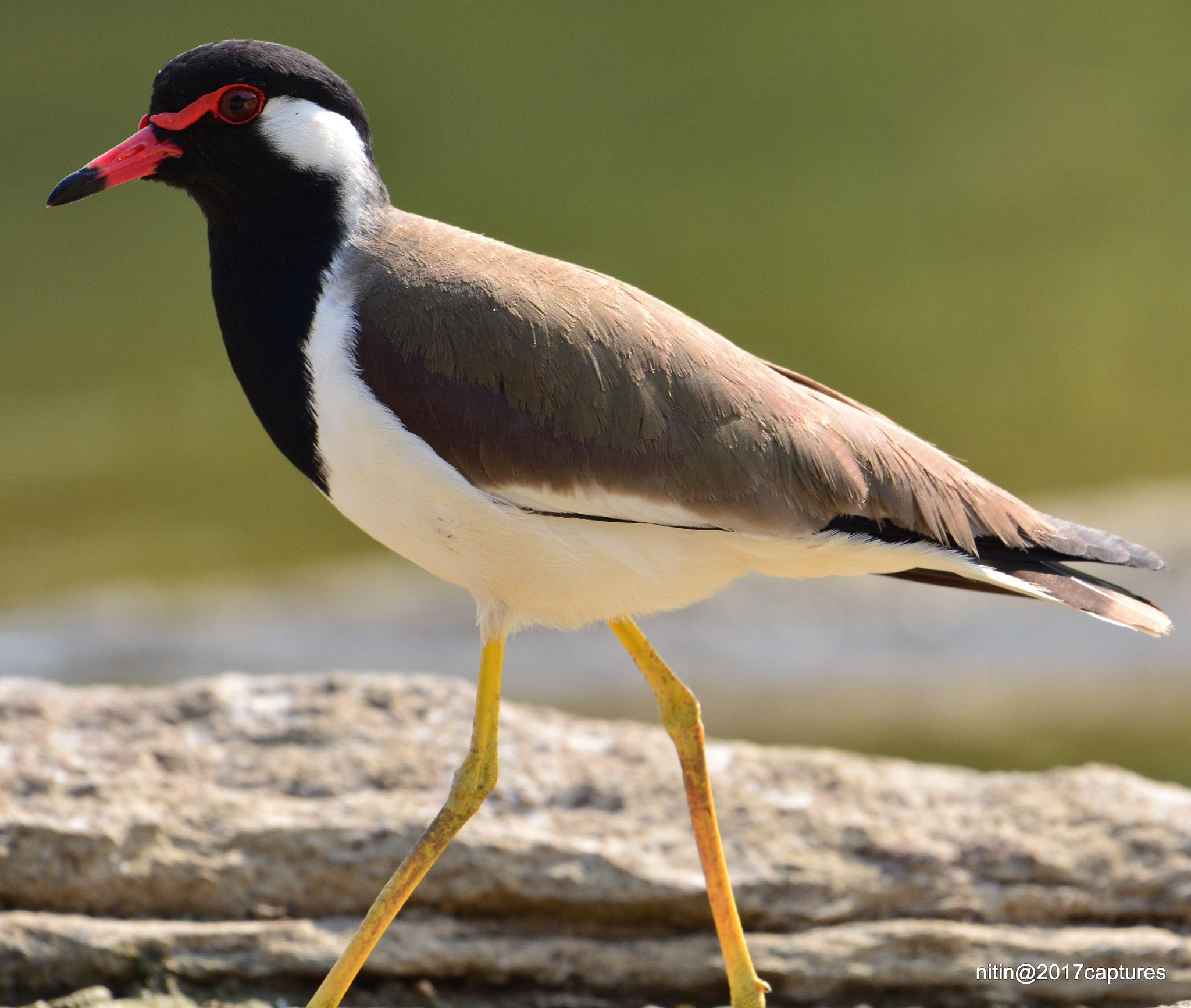 Nikon AF-S Nikkor 200-500mm F5.6E ED VR sample photo. Dsc photography