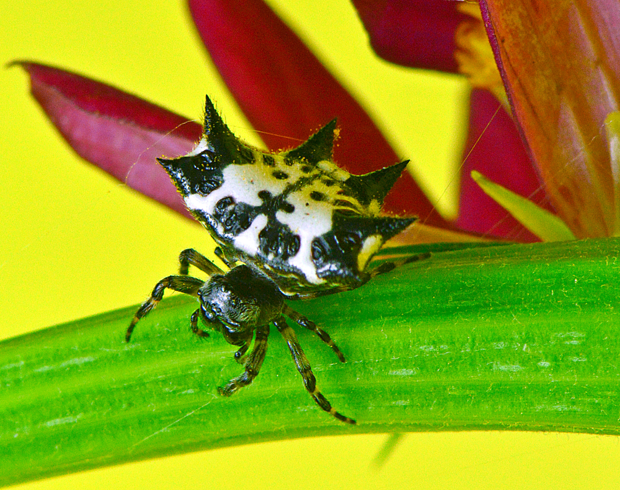 Nikon AF-S Micro-Nikkor 105mm F2.8G IF-ED VR sample photo. White spider ii photography