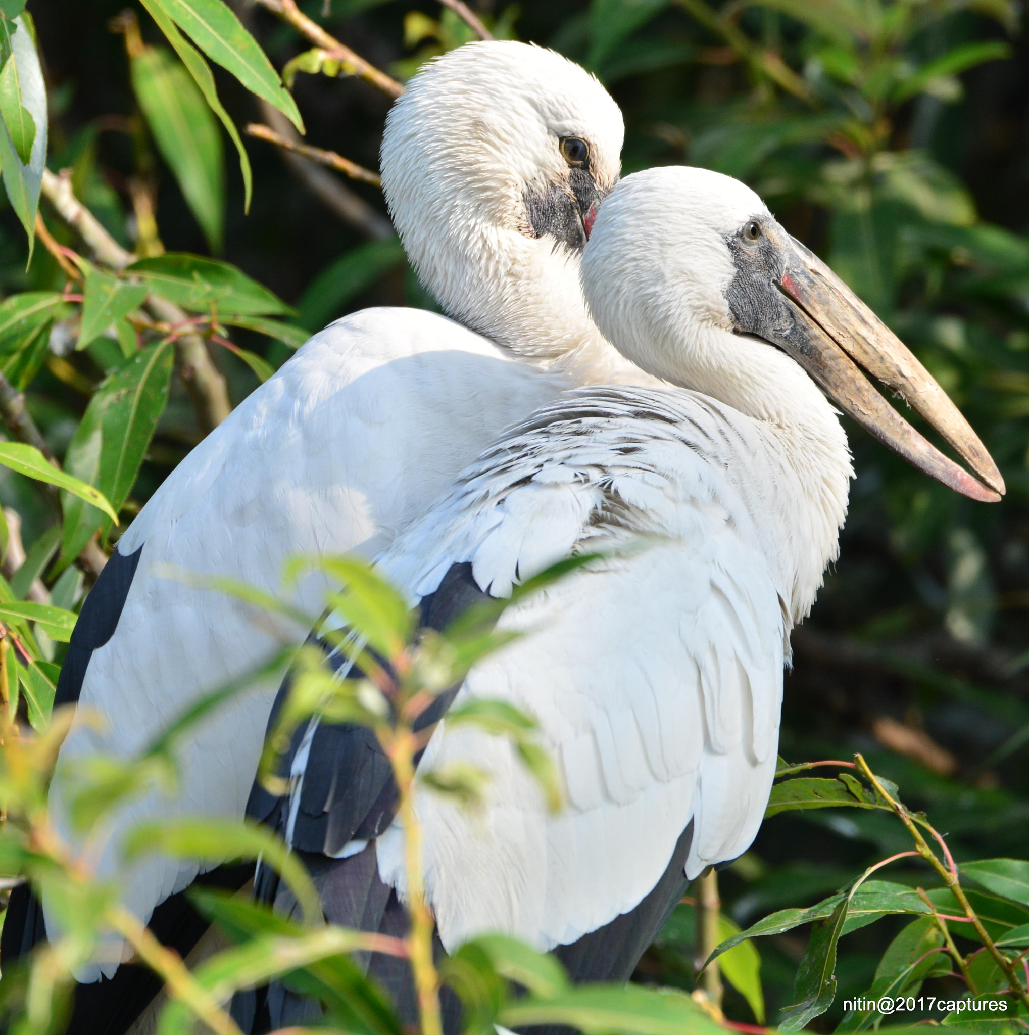 Nikon AF-S Nikkor 200-500mm F5.6E ED VR sample photo. Dsc photography