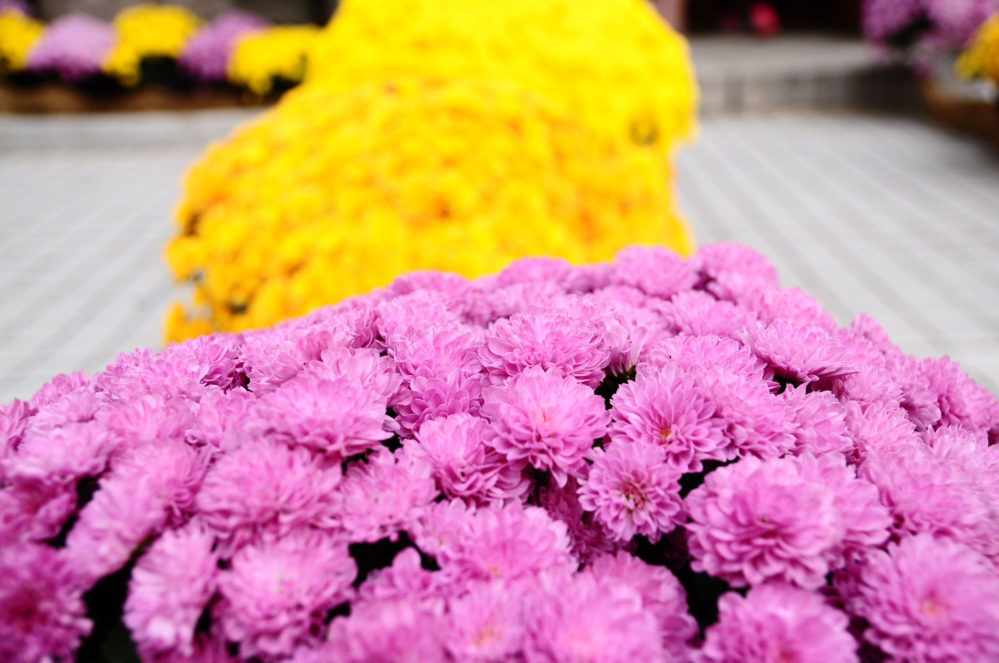 Nikon D5000 sample photo. Flowers in seoul photography