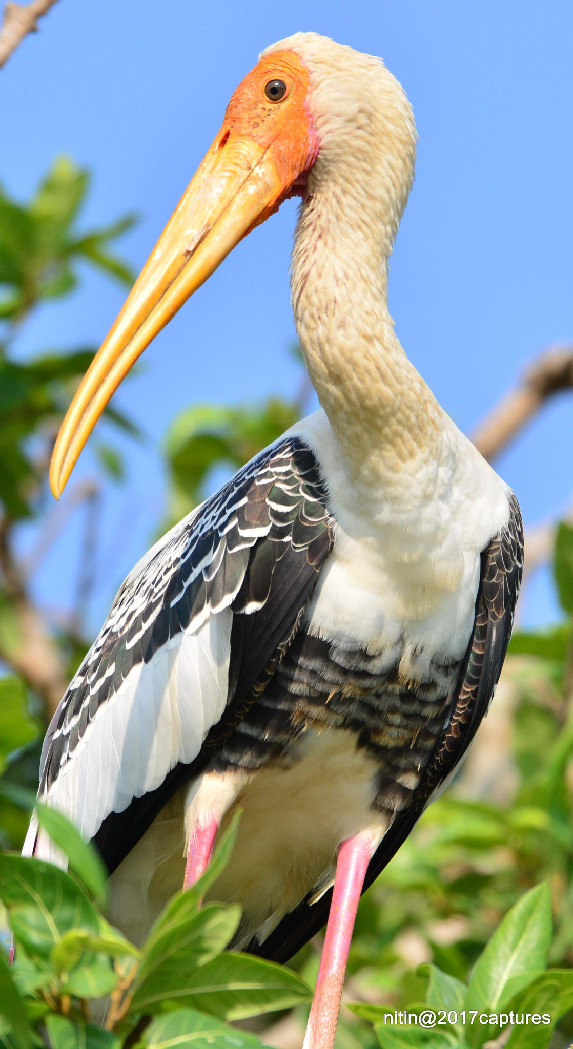 Nikon AF-S Nikkor 200-500mm F5.6E ED VR sample photo. Dsc photography