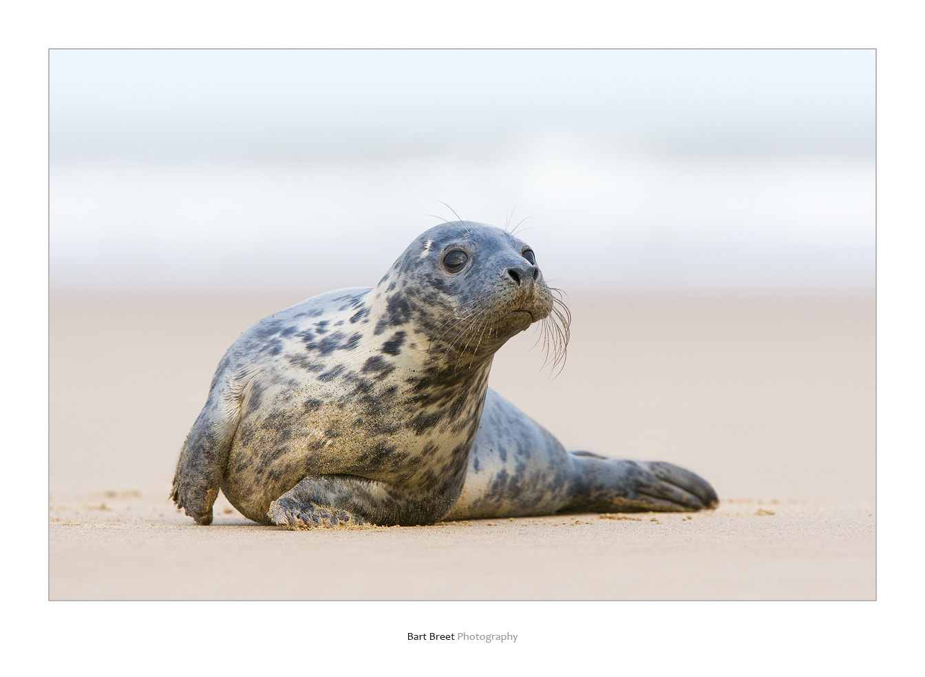 Canon EF 300mm F2.8L IS USM sample photo. Grey seal photography