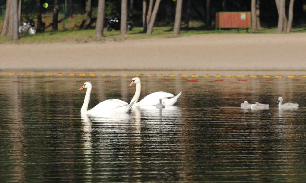 Nikon D3000 sample photo. Birds photography