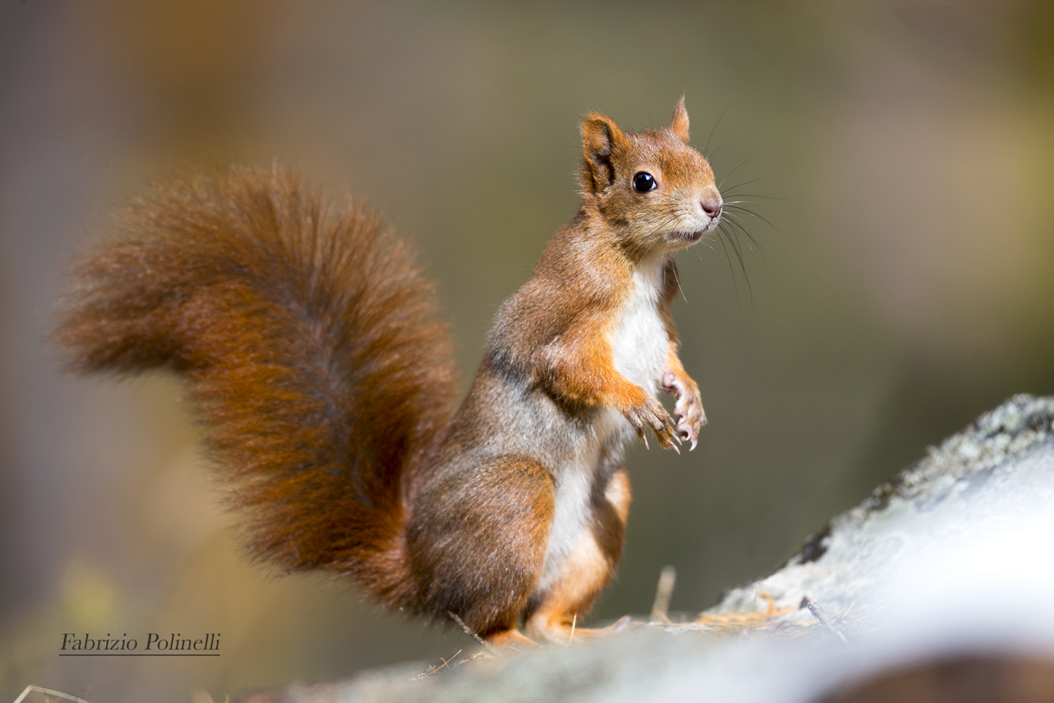 Canon EF 500mm F4L IS II USM sample photo. Squirrel photography