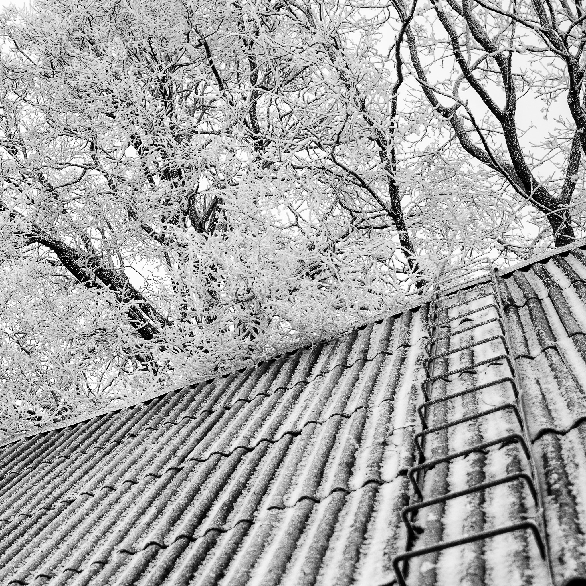 Tamron SP 24-70mm F2.8 Di VC USD sample photo. Climb into winter photography