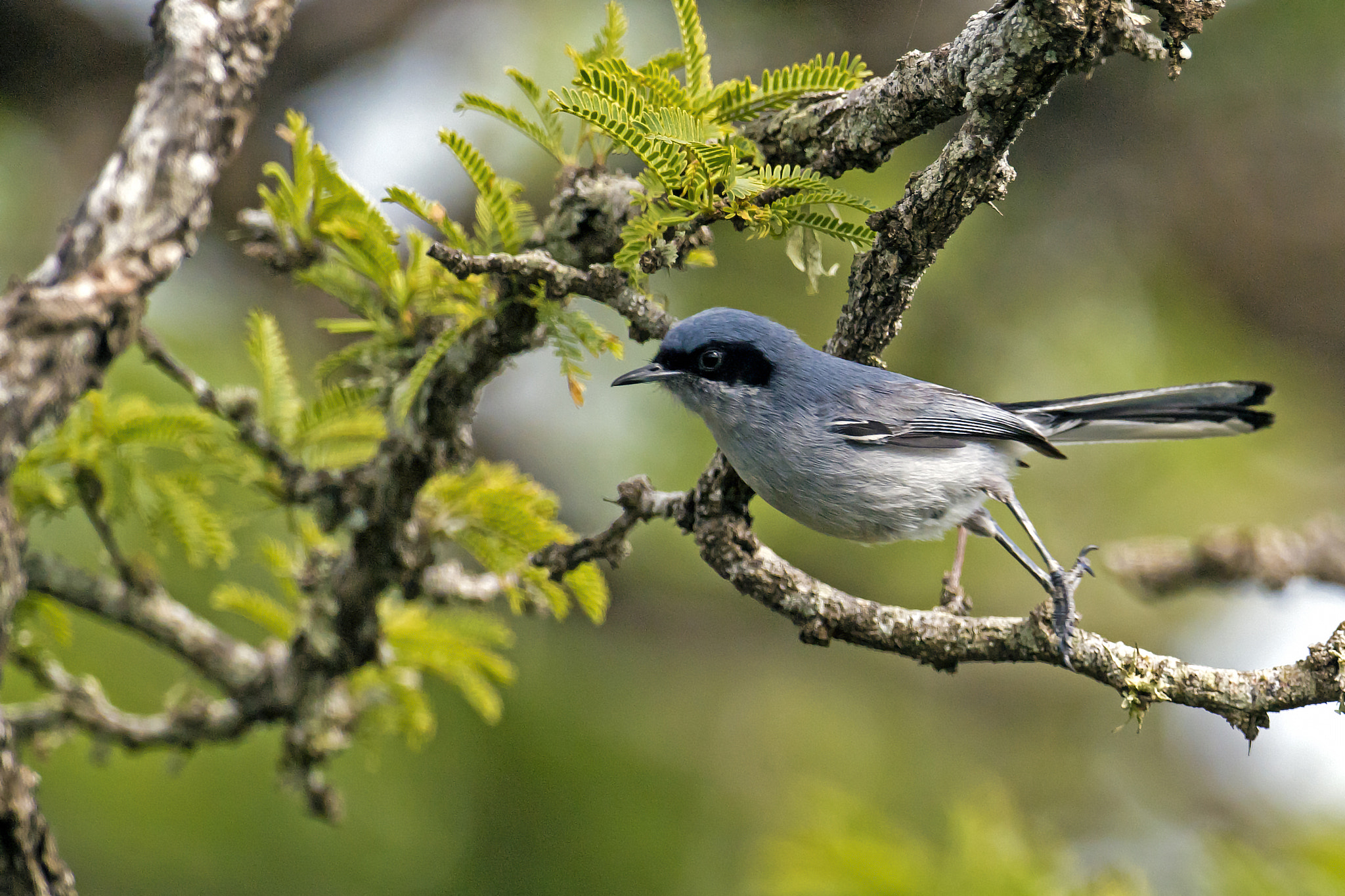 Nikon AF-S Nikkor 800mm F5.6E FL ED VR sample photo. Masked gnatcatcher (male) photography