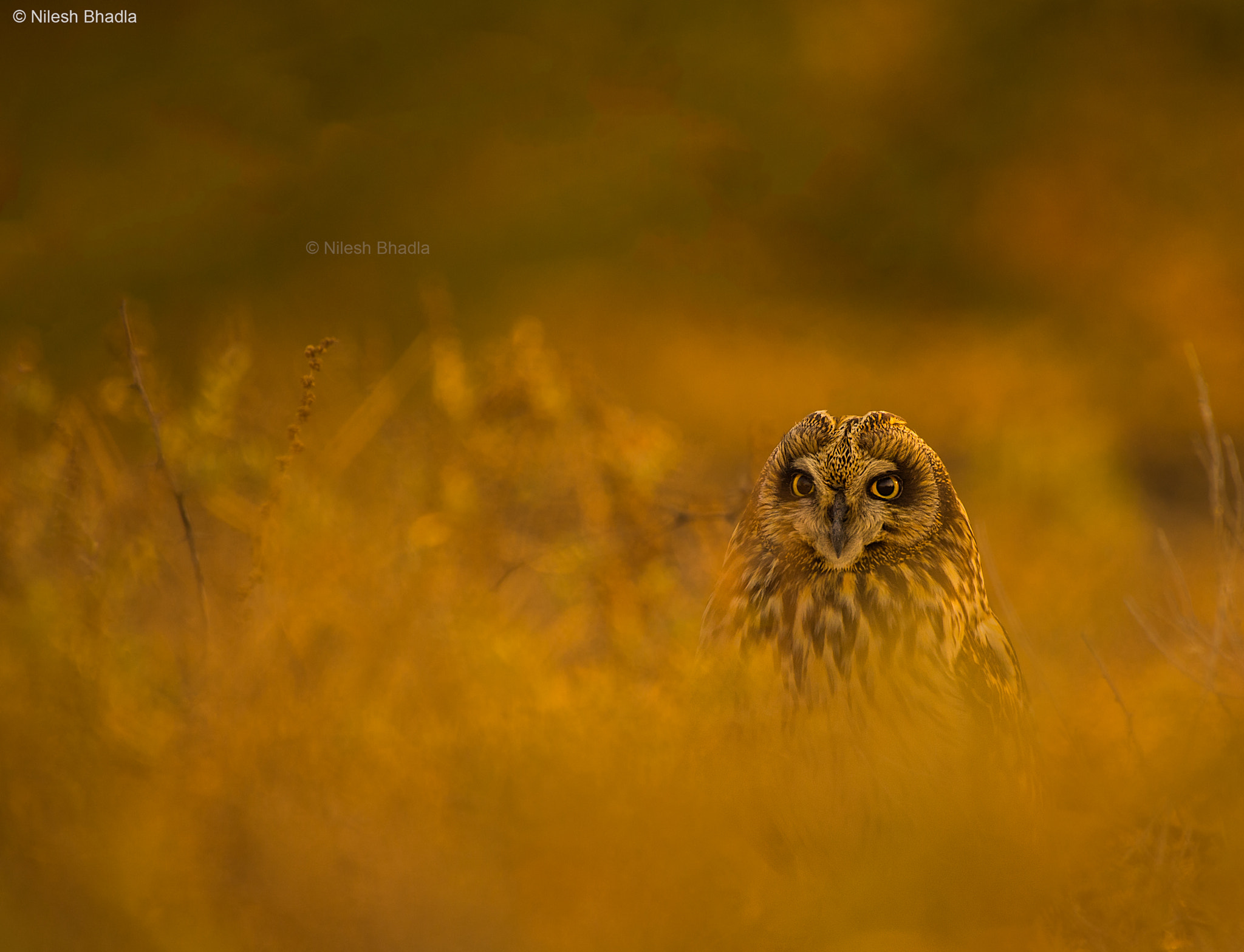 Nikon AF-S Nikkor 200-500mm F5.6E ED VR sample photo. Short-eared owl photography
