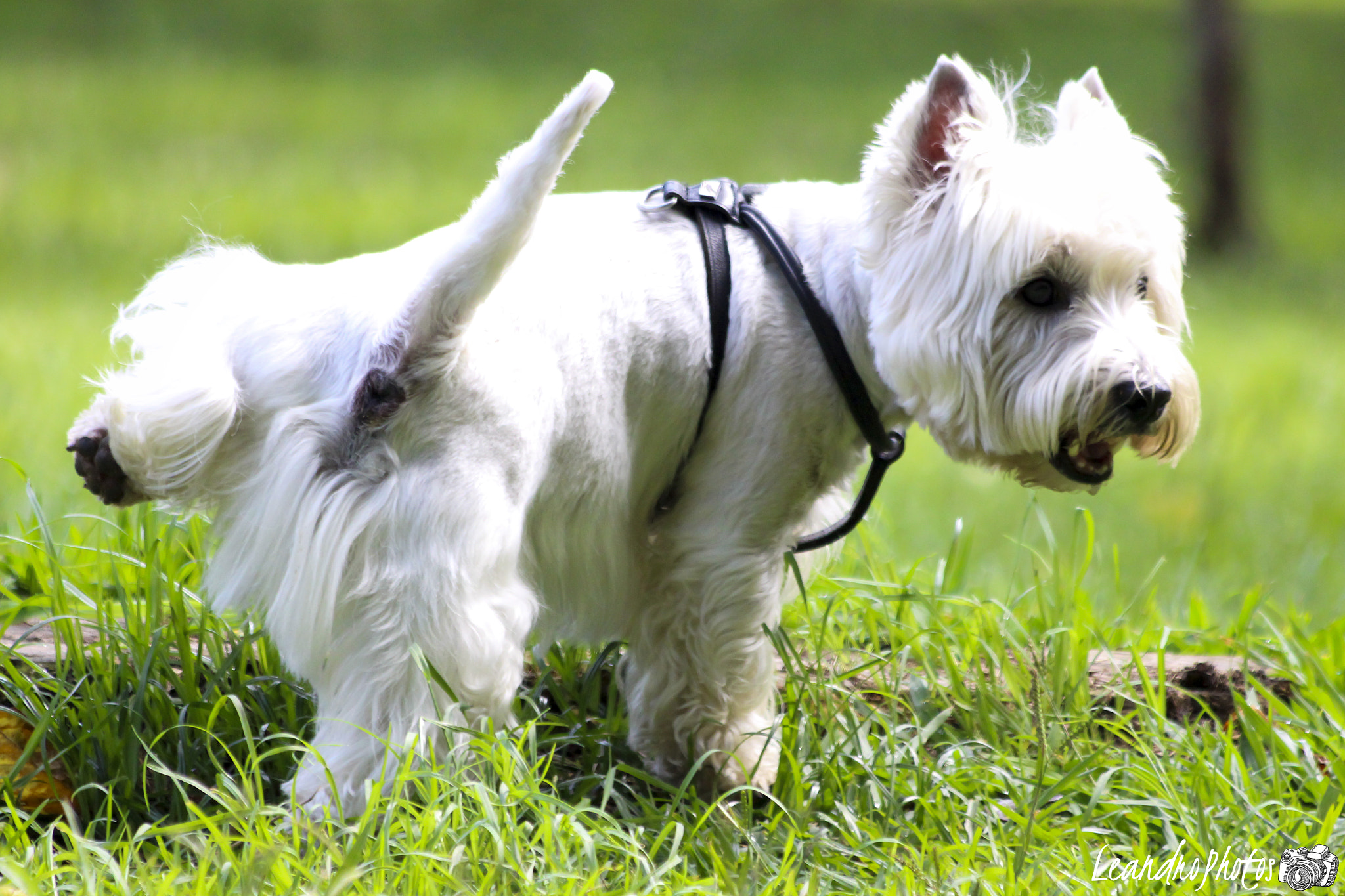 Canon EF 70-300mm F4-5.6 IS USM sample photo. Dog  photography