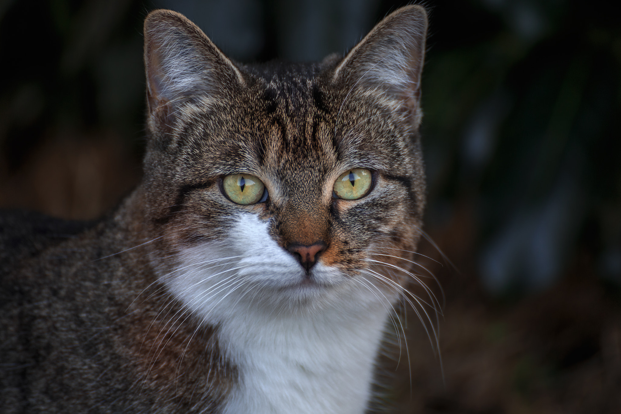Tamron SP 35mm F1.8 Di VC USD sample photo. Mila photography