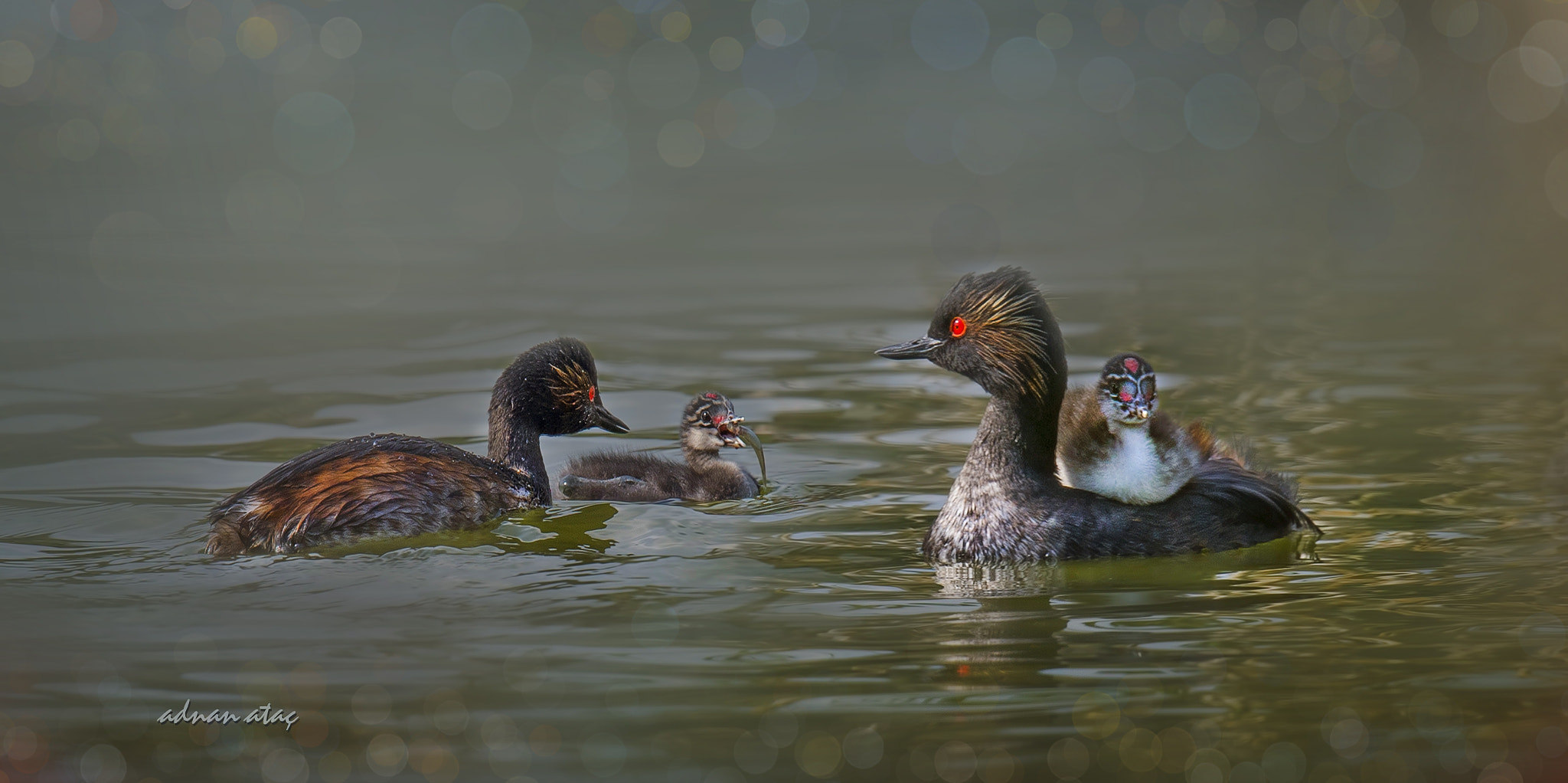 Sigma 150-600mm F5-6.3 DG OS HSM | S sample photo. Karaboyunlu batağan - podiceps nigricollis - black necked grebe photography