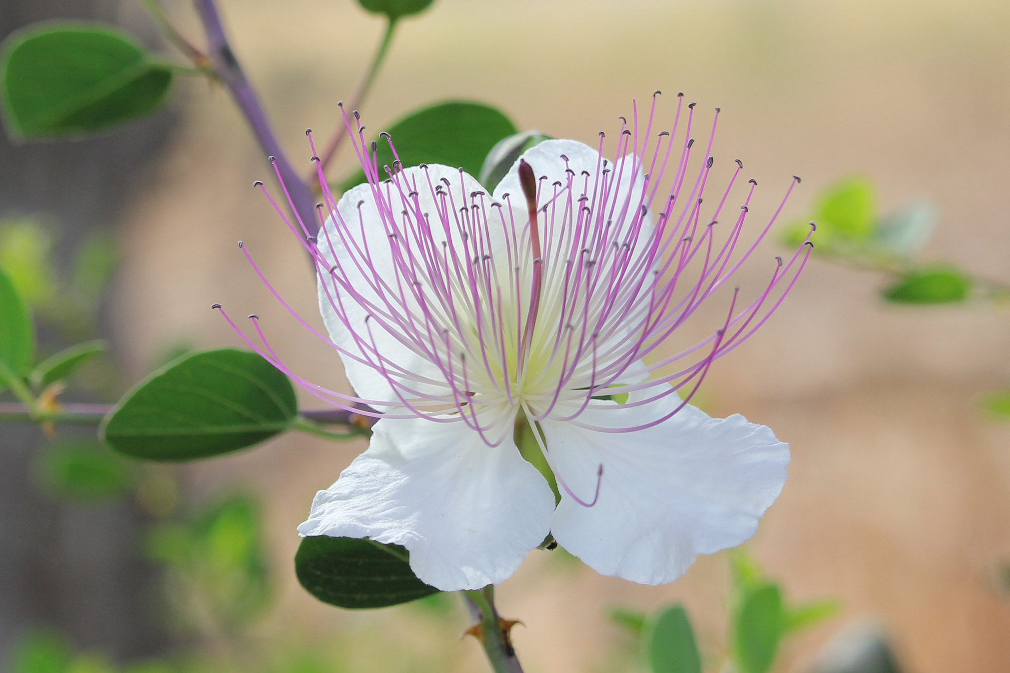 Canon EF-S 55-250mm F4-5.6 IS STM sample photo. Silent prayer photography