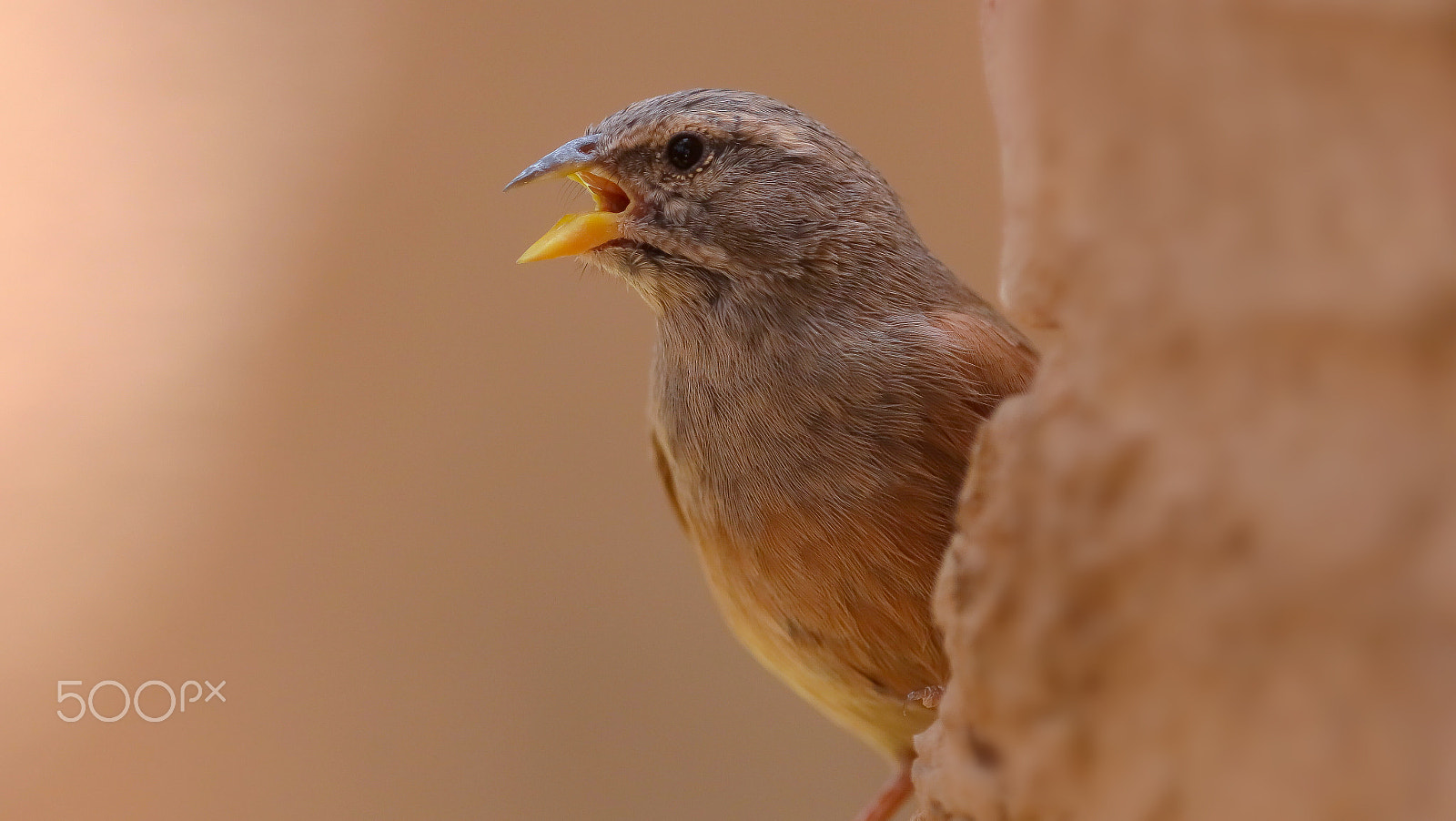 Canon EF 400mm F2.8L IS II USM sample photo. Bruant du sahara, algérie photography