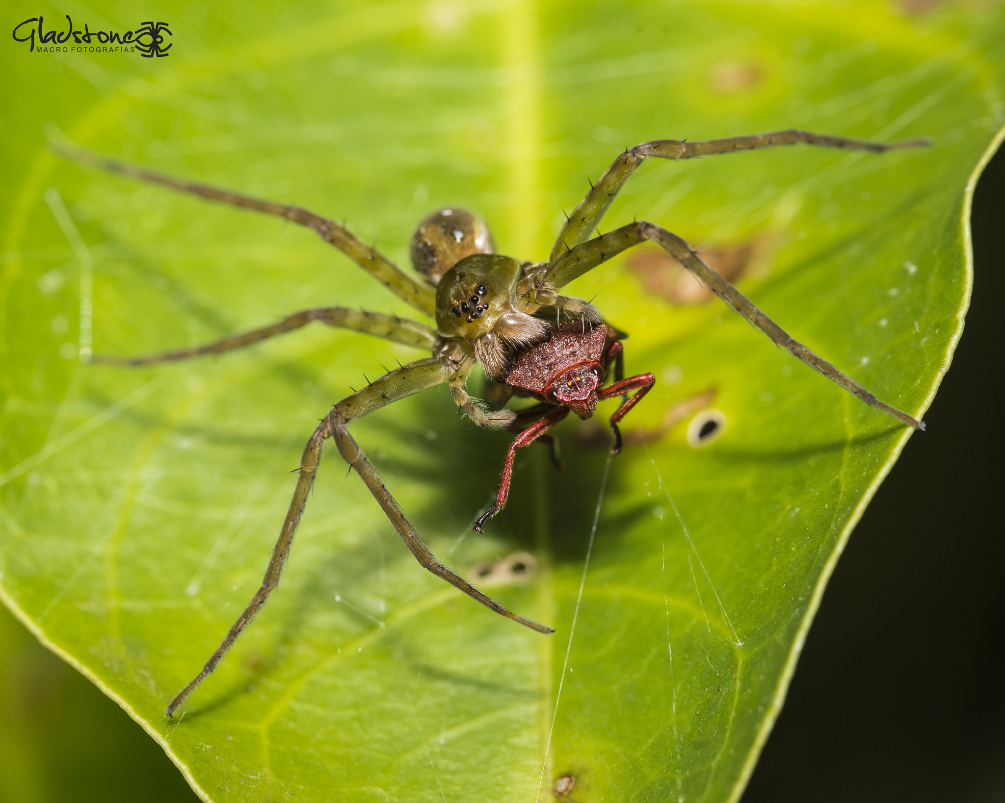 Sigma 105mm F2.8 EX DG OS HSM sample photo. Ton photography